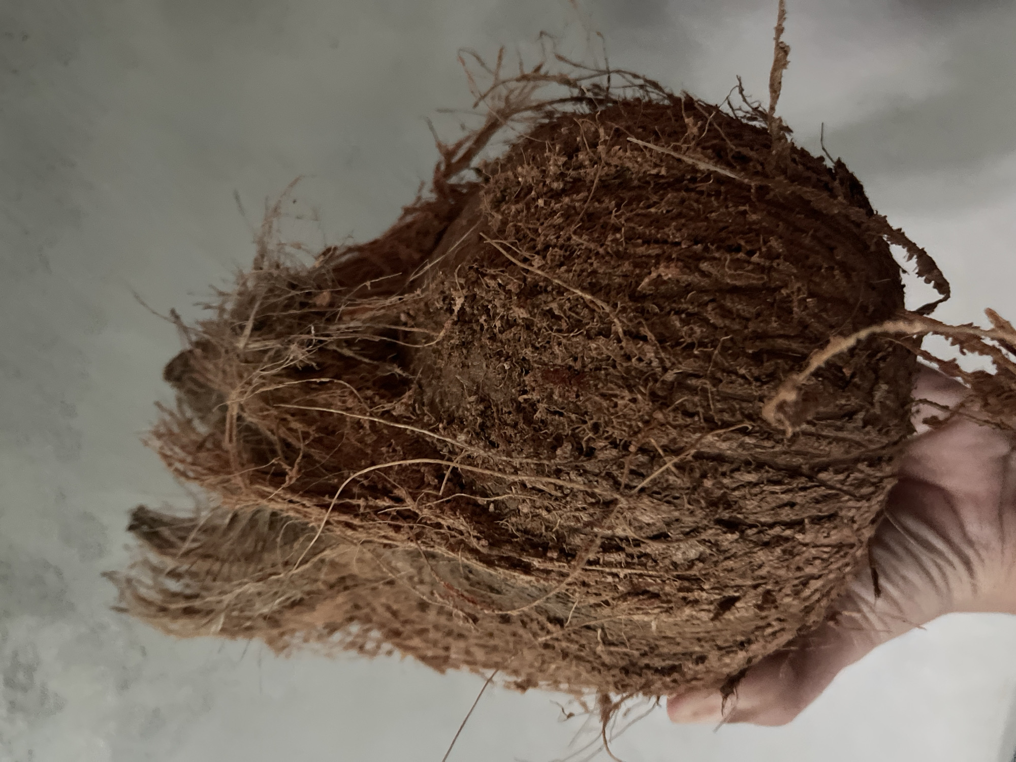 A hand is holding a hairy coconut against a gray background. The coconut is brown and covered in fibrous material. The hand is visible on the lower left side of the image, with its palm facing the viewer. The background appears to be a wall or a plain surface. The scene is indoors, with artificial lighting. The location is not specified in the image.