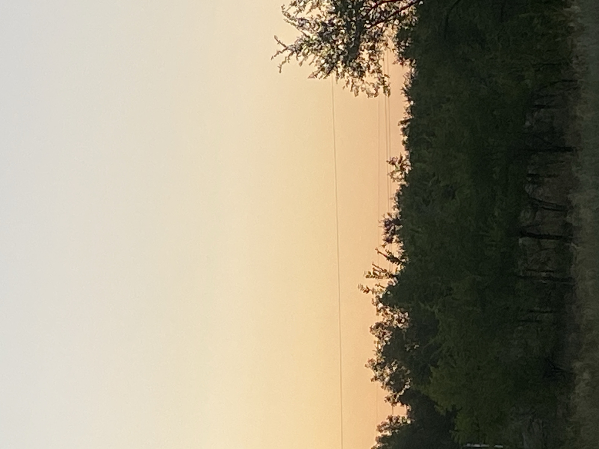 The image captures a landscape scene in Байқоныс ауылдық округі, Kazakhstan, during what appears to be dusk or dawn. The sky exhibits a gradient of soft orange and pale yellow hues, transitioning to a lighter tone at the top. A thin, dark horizontal line, likely a wire or cable, stretches across the mid-section of the sky. Below the sky, a dense line of dark green trees forms a natural boundary, with some individual trees, particularly on the right, silhouetted against the lighter sky and showing more detailed foliage. The lower portion of the image features dry, light brown grass and undergrowth, suggesting a rural or natural environment. The overall impression is one of a serene, natural setting, possibly at the edge of a populated area or within a park.