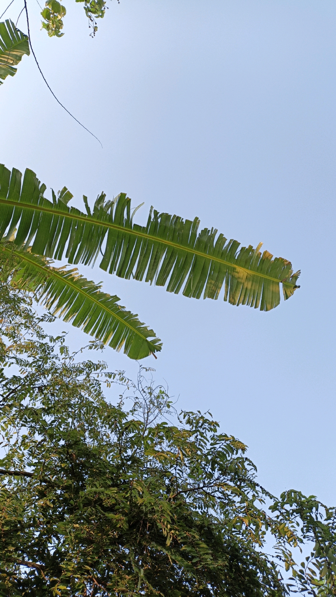 This is a vertical, eye-level, medium shot photograph taken in Cikal, Indonesia, on a clear, pale blue sky day. In the upper and middle portions of the frame, two large, green banana leaves stretch diagonally across the sky. The leaves are torn and have a slightly serrated edge, with some yellowing visible, particularly on the right side of the upper leaf. Below the banana leaves and towards the bottom of the image, a dense canopy of dark green foliage from a tree fills the lower half. The tree branches are interwoven, with smaller leaves and some dried twigs visible. The lighting suggests it is late afternoon or early morning, with soft light illuminating the scene. No people or specific structures are visible, suggesting an outdoor, natural environment.
