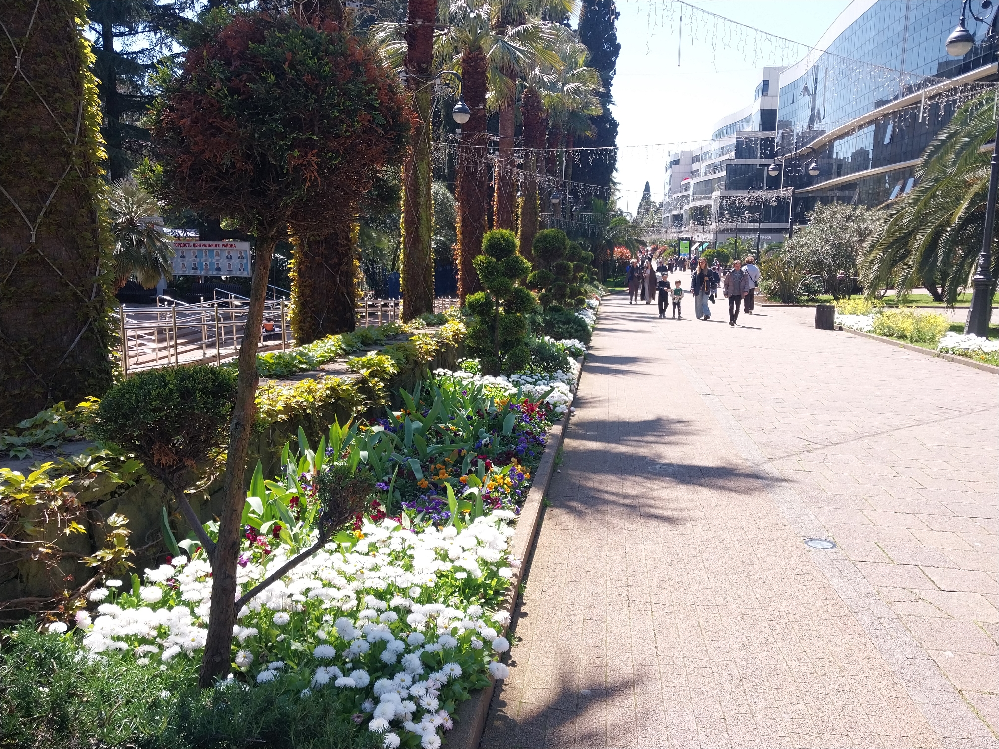 The image captures a vibrant, sunny daytime scene along a pedestrian promenade in Sochi, Russia. People, including adults and children, are seen walking casually on a paved pathway made of light-colored pavers. The sunlight casts distinct shadows of trees and people onto the ground, indicating bright, clear weather, likely mid-morning or afternoon.
To the left of the pathway, there's a lush, well-maintained flowerbed filled with white daisy-like flowers in the foreground, and further back, a mix of colorful blooms including pansies and tulips. Several sculpted green bushes and small, topiary-style trees are interspersed among the flowers. Beyond the flowerbeds, tall palm trees with visible trunks line the promenade, some wrapped with ivy or climbing plants. Decorative string lights are strung between many of the palm trees, suggesting an area that is also illuminated at night.
In the mid-ground, a sign is partially visible behind some foliage, bearing the Russian text "ГОРДОСТЬ ЦЕНТРАЛЬНОГО РАЙОНА" (Pride of the Central District), accompanied by rows of small portraits, possibly honoring local citizens. Metal railings are also present near this sign.
On the right side, the pathway continues, flanked by more palm trees and some lampposts. In the background, modern, multi-story buildings with large glass facades reflect the bright sky, contributing to the urban-resort ambiance. The overall scene suggests a pleasant and inviting public space, possibly a park or a main street, designed for leisure and pedestrian activity.