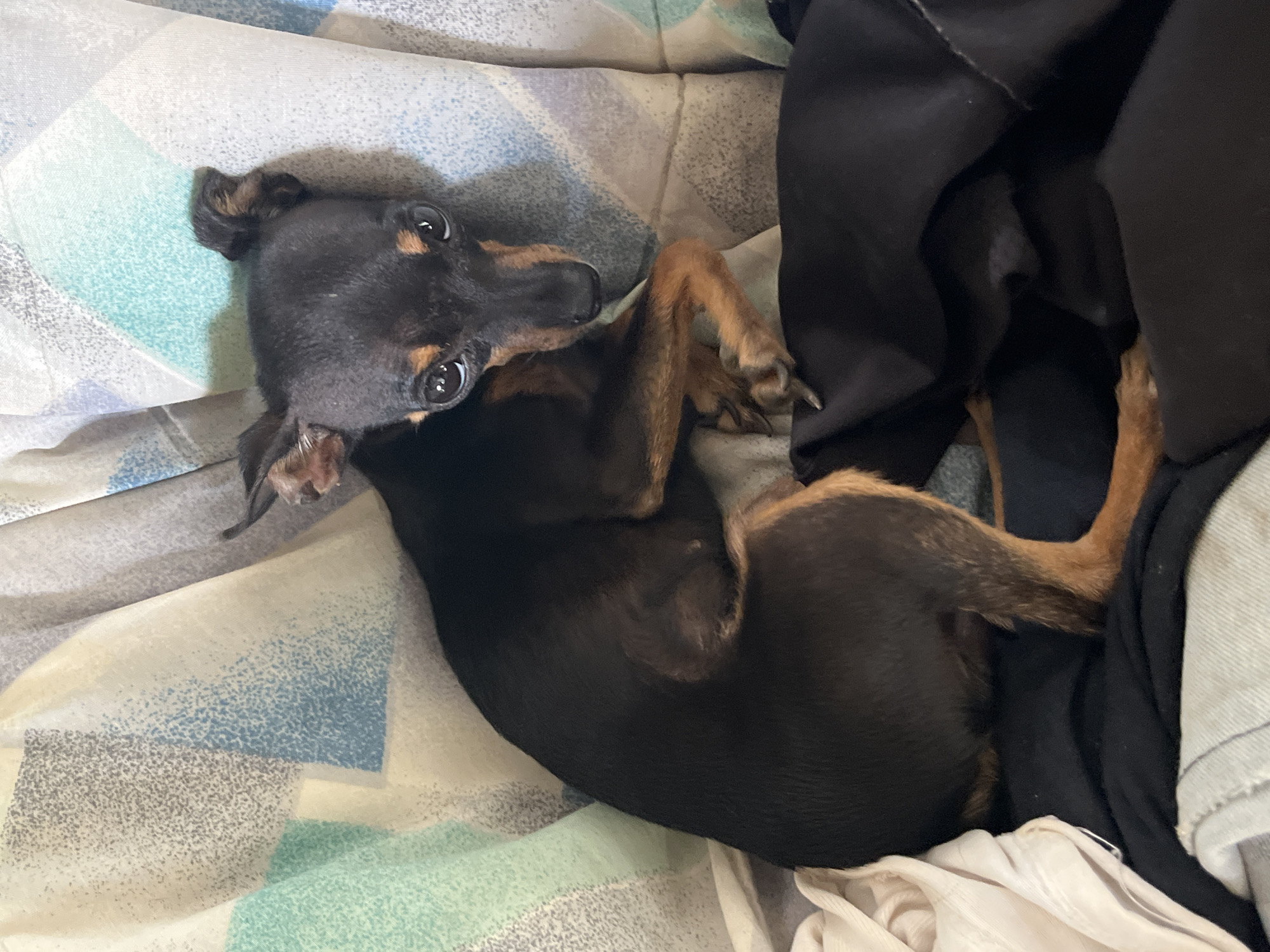 A black and tan Miniature Pinscher dog is curled up on a bed with a patterned duvet and dark fabric. The dog is facing the camera, with its head tilted slightly and its large eyes looking directly at the viewer. Its ears are perked up. The duvet has a pattern of abstract shapes in white, blue, gray, and teal. Dark fabric is draped over the bed around the dog. The image is taken from a medium-high angle.