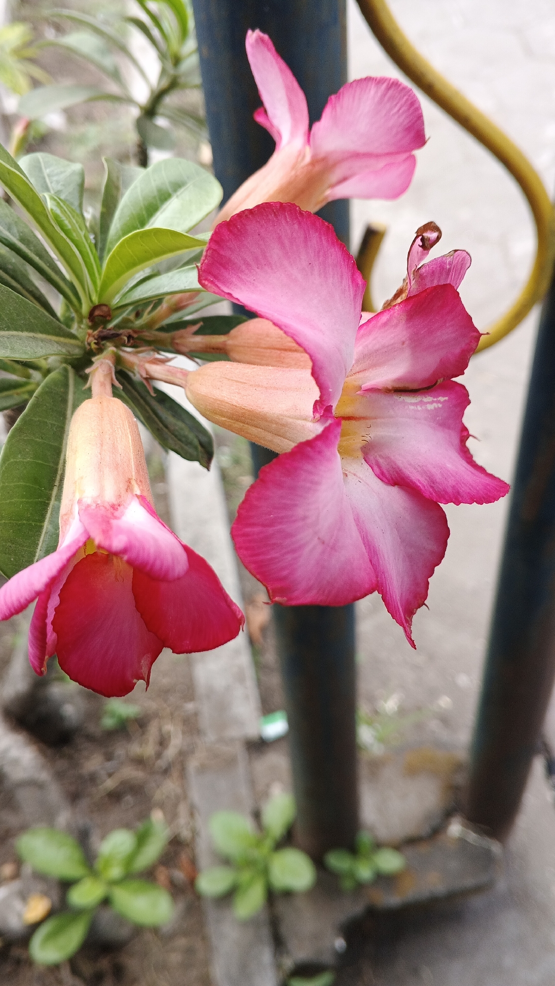 The image shows a close-up of pink desert rose flowers with green leaves, set against a blurred background of dark posts and a yellow railing. The flowers are vibrant and detailed, with delicate petals and some buds visible. The environment appears to be outdoors, possibly in a garden or public space, with concrete paving and dry soil visible at the bottom. There are no people present in the image.