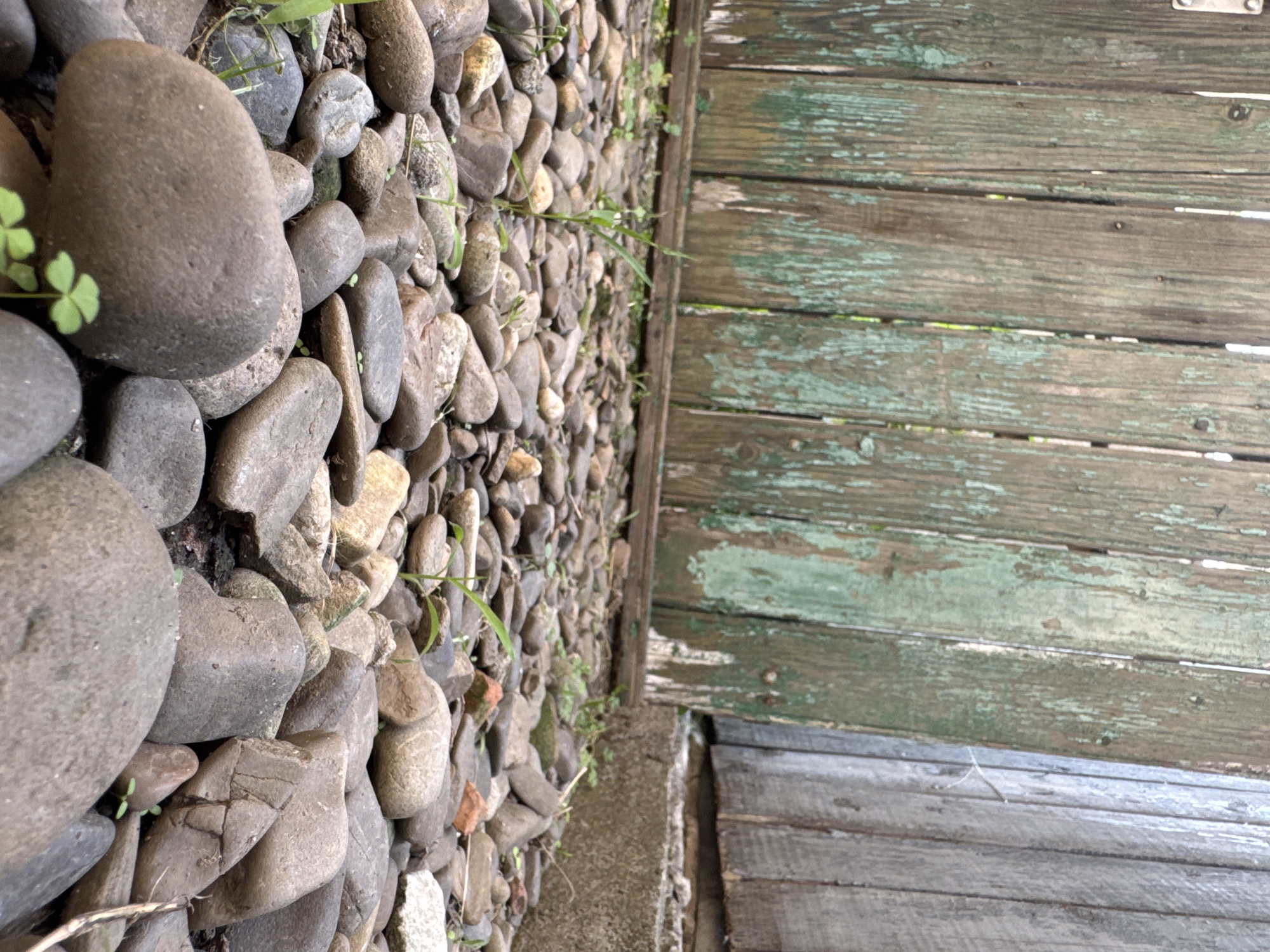 The image shows a low-angle, ground-level view of a gravel path next to a weathered wooden fence. The fence is constructed of vertical wooden planks, many of which are peeling and show signs of age, with patches of faded green paint. To the right of the main fence section, there is another section of wooden planks that appears more grey and weathered. At the base of the fence, there is a concrete foundation. The ground is covered in numerous smooth, rounded river stones of varying sizes and shades of grey, brown, and tan. Small, green sprouts of grass and clover are visible growing between the stones in several areas. The lighting suggests an outdoor setting, possibly a backyard or alleyway, during daylight hours. There are no people or animals visible in the image.