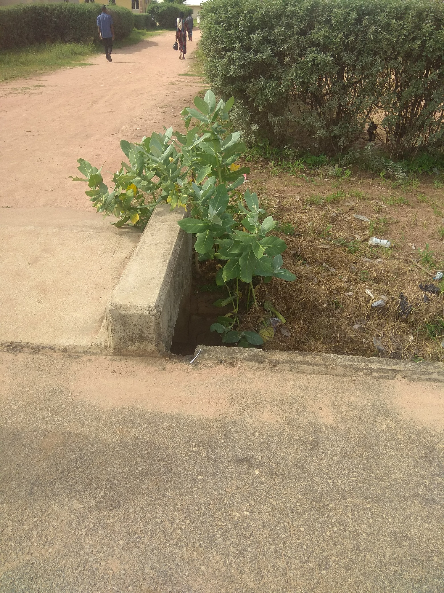 This image shows a concrete drain with a plant growing out of it on a dirt path in Jalingo, Nigeria. Two people are walking away from the camera on the path, one in a blue shirt and the other in a patterned dress. The path is lined with hedges on both sides. There is some trash in and around the drain, including plastic bags and bottles. The ground is covered in dry grass and dirt. The sky is not visible.