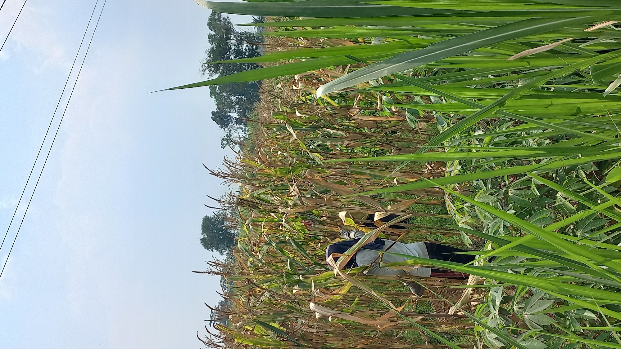 This is a medium shot, eye-level, outdoor, vertical, natural light photograph taken in a cornfield in Kayen Kidul, Indonesia. The foreground is dominated by tall, bright green grass blades, some of which are out of focus. Behind the grass, a cornfield stretches into the distance. The cornstalks are a mix of green and dry, golden brown hues, with some stalks showing evidence of harvesting. In the mid-ground, two individuals are visible. The person in the foreground is wearing a light gray shirt, black pants, and a dark headscarf. They appear to be working in the cornfield, possibly harvesting or tending to the crops. Another individual is partially visible behind them. The background consists of a clear, light blue sky with two thin, dark power lines running horizontally across the top of the frame. Trees with green foliage are scattered across the horizon behind the cornfield. The overall scene suggests a rural agricultural setting.