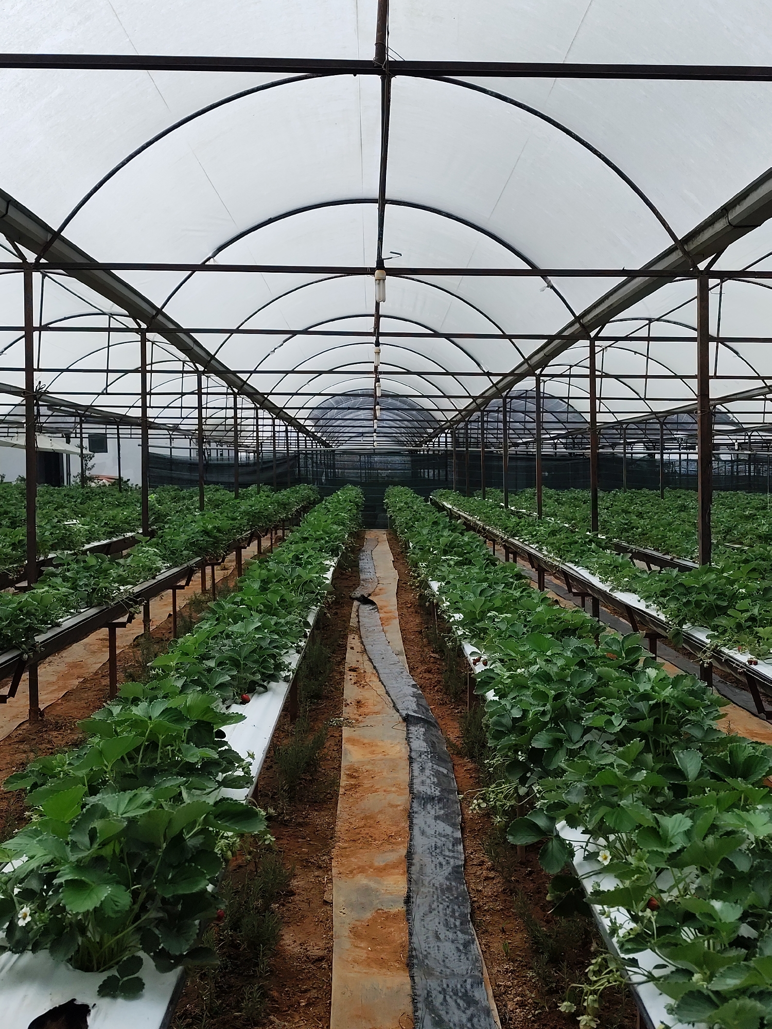 The image shows an indoor strawberry farm located in Da Lat, Vietnam. The strawberry plants are cultivated in rows on white plastic platforms, supported by brown metal frames. A dirt path runs down the center of the greenhouse. The greenhouse structure is composed of arched white plastic roofing supported by a black metal frame. The lighting is dim and diffuse. No people are visible.