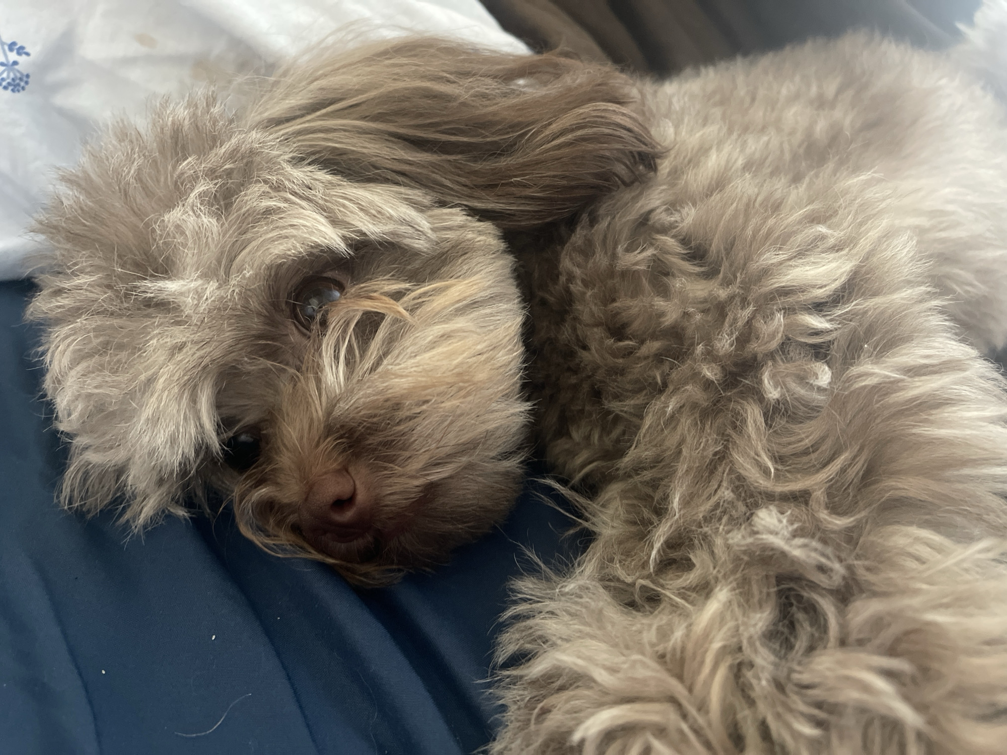 A small, light brown dog with curly fur lies on a blue surface, with a white patterned surface behind it. The dog's head is on the left side of the image, and its body extends to the right. Its eyes are partially visible, and its nose is dark brown. The dog appears to be resting or sleeping. The image is a close-up shot, focusing on the dog's face and fur. The overall impression is one of comfort and domesticity. There is no discernible information about the city of Khimki, Russia, in the image.