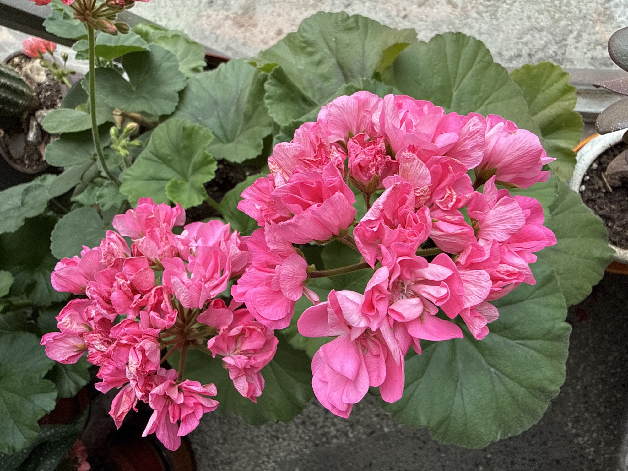The image shows a close-up of a potted geranium plant with vibrant pink flowers and lush green leaves. The plant is situated outdoors, possibly on a balcony or patio, as evidenced by the concrete ground surface and a glimpse of a white pot in the lower right corner. In the background, out of focus, there are other plants, including what appears to be a cactus. The lighting suggests it is daytime. The scene does not depict any people or animals. There is no specific information in the image to indicate a location in the city of Pleven, Bulgaria.