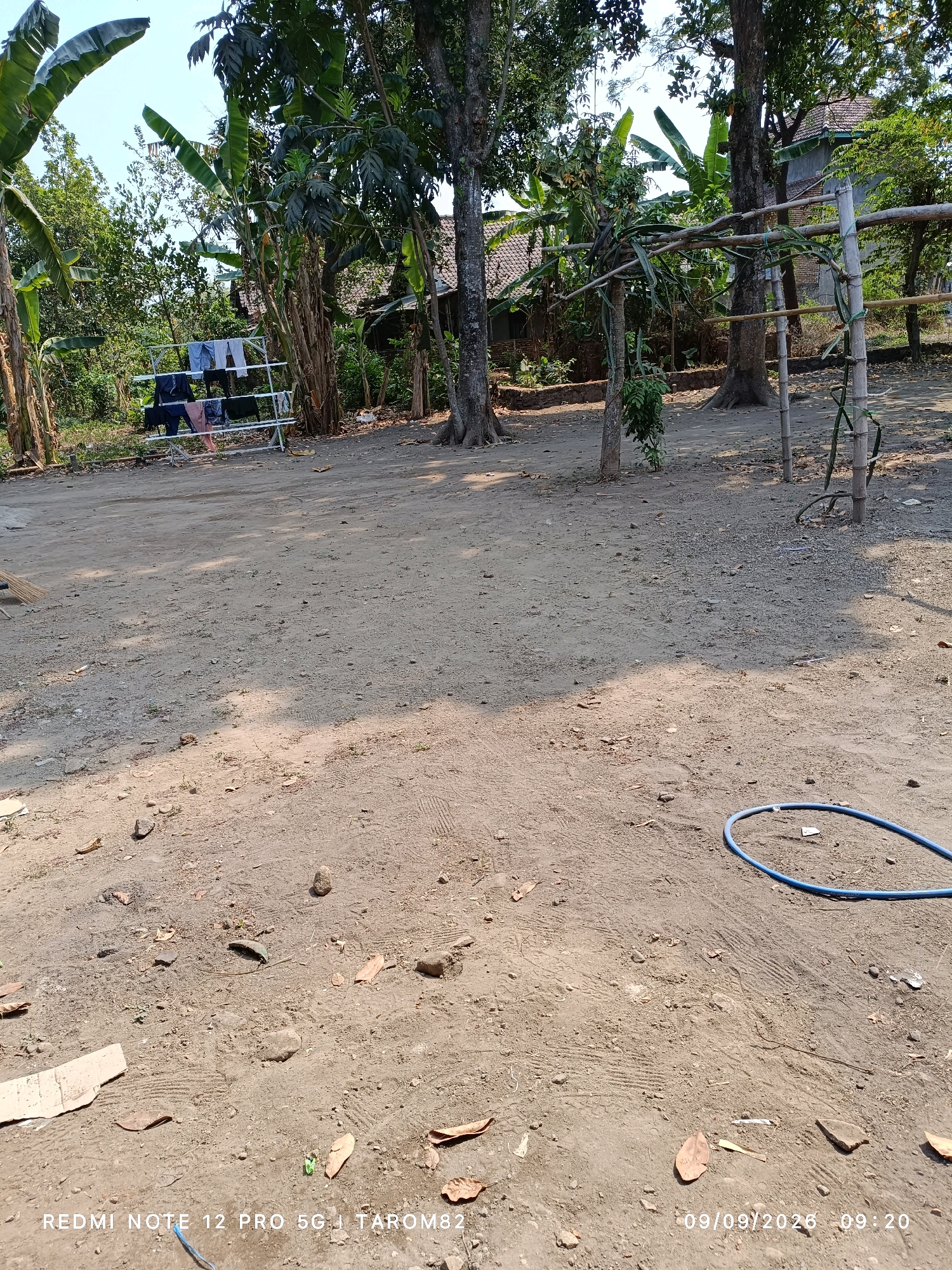 The image depicts an outdoor scene in Rejoagung, Indonesia, under clear daylight. A dirt ground covers the foreground, with scattered leaves, small stones, and some debris like a piece of cardboard and a blue hose. In the mid-ground, a clothes rack is visible with several items of clothing hanging on it. Beyond this, a structure made of bamboo and wood supports some vegetation, likely for cultivation. Several large trees with lush green foliage are present throughout the scene, interspersed with glimpses of buildings with tiled roofs in the background. The overall environment suggests a rural or semi-rural setting.