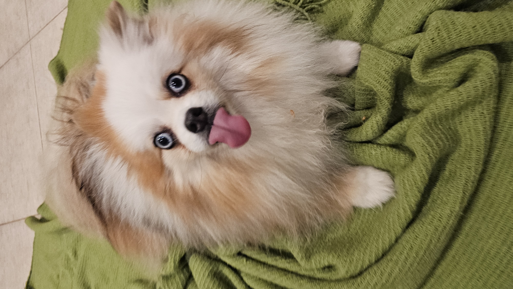 A Pomeranian dog with blue eyes and its tongue sticking out lies on a green blanket. The dog has white fur with light brown markings on its head and back. The blanket is draped over a tiled floor. There is no indication of a city or location within the image itself.