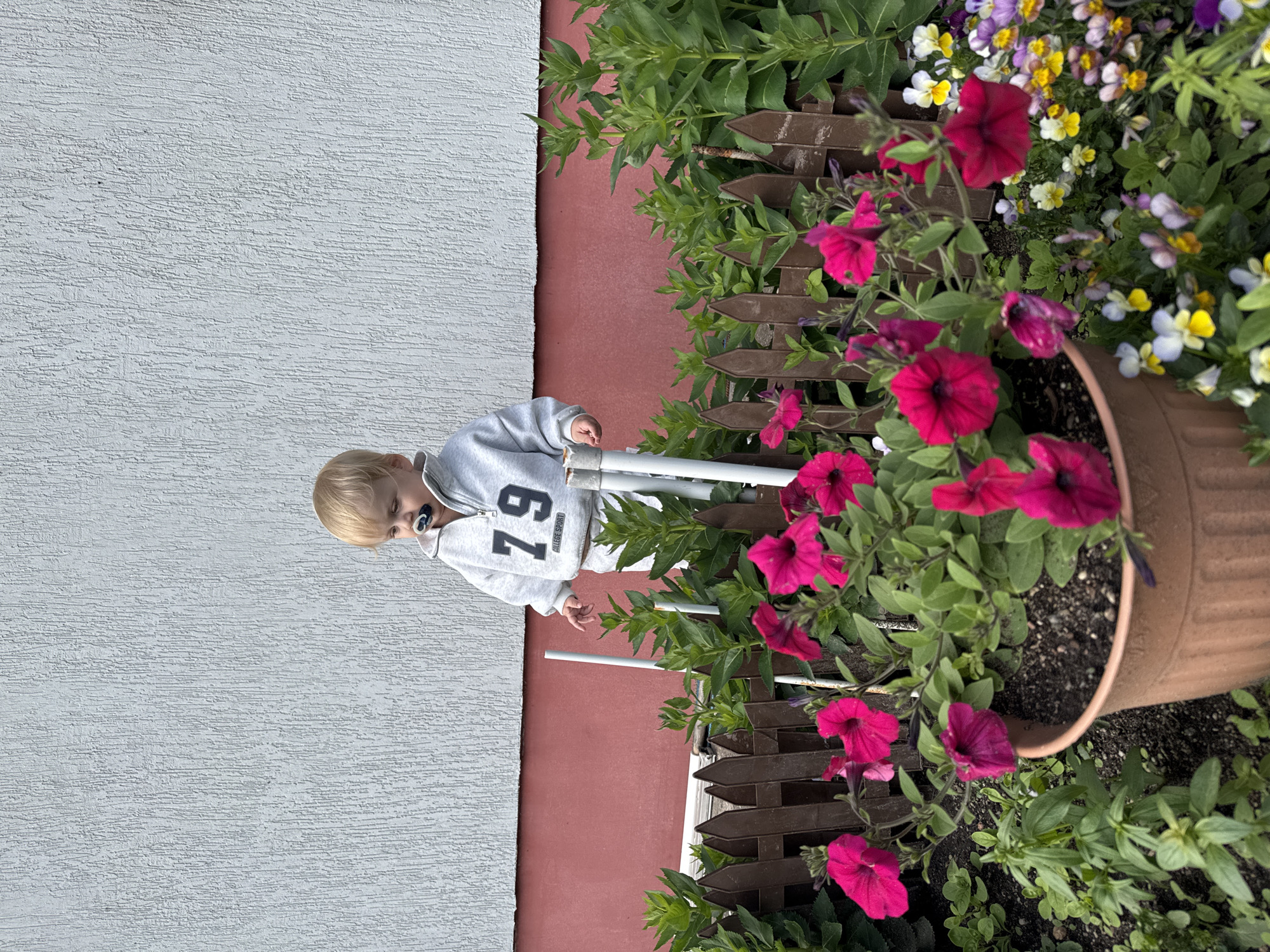 A young child with blonde hair and a pacifier in their mouth is standing in a garden next to a building. The child is wearing a grey hooded sweatshirt with the number "79" printed on it. In front of the child are several potted and ground-level plants, including bright pink petunias and small yellow and white flowers. A short, dark wooden fence runs horizontally across the middle of the image, separating the child from the flowers. The building behind the child has a textured white upper wall and a dark pink lower wall. The scene appears to be outdoors, likely in a residential area of Gvardeysk, Russia, given the context.