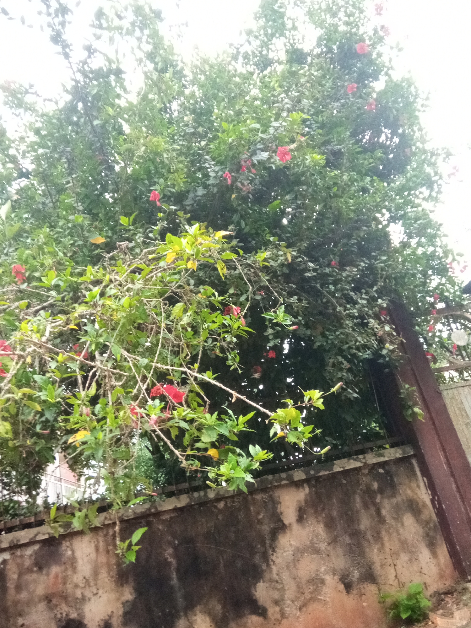 The image depicts a vibrant green tree with red hibiscus flowers, set against a rustic, weathered concrete wall. The tree, laden with lush foliage and interspersed with bright red blossoms, dominates the upper portion of the frame. Below the tree, a substantial concrete wall, showing signs of age and discoloration, serves as a boundary. A dark brown, vertical post is visible on the right side of the wall, suggesting a fence or gate. In the background, hints of vegetation and possibly a building can be seen. The overall scene conveys a sense of natural beauty intertwined with urban decay, characteristic of a tropical environment such as Nanka, Nigeria.