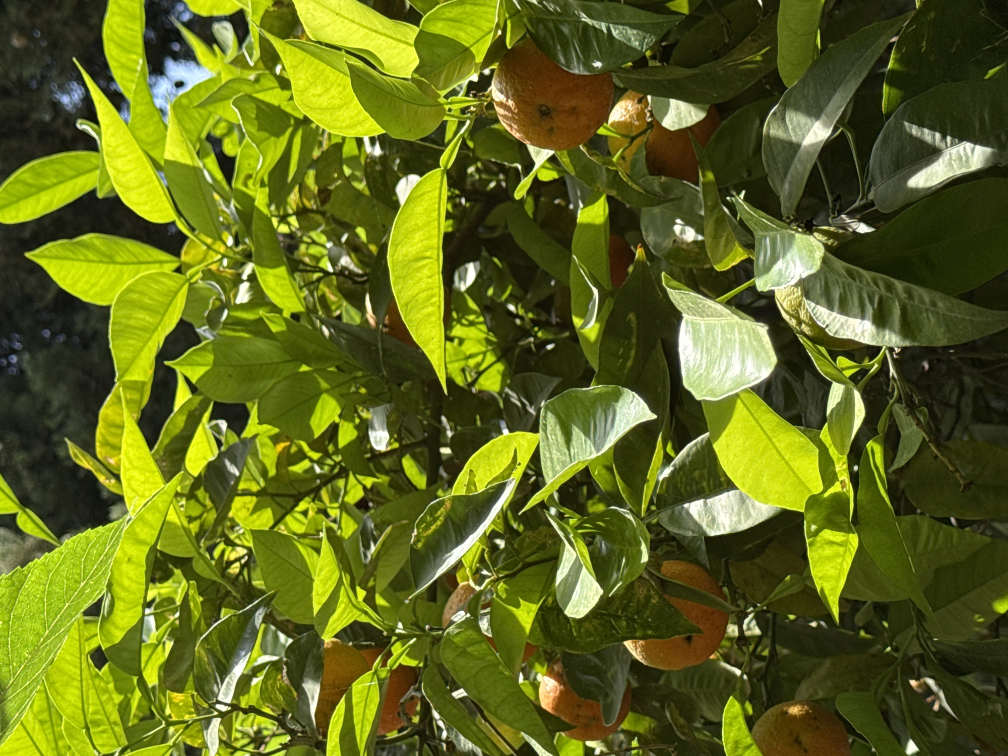 The image presents a close-up view of an orange tree filled with ripe oranges amidst lush green leaves. Sunlight filters through the foliage, creating bright highlights and shadows across the leaves and fruit. The oranges appear to be mature and ready for harvesting. While the specific location within Konyaaltı, Turkey cannot be determined from the visual data alone, the presence of citrus trees suggests a Mediterranean climate consistent with the region. No people or specific actions are visible. The scene is dominated by the interaction of light and shadow on the natural elements of the tree.