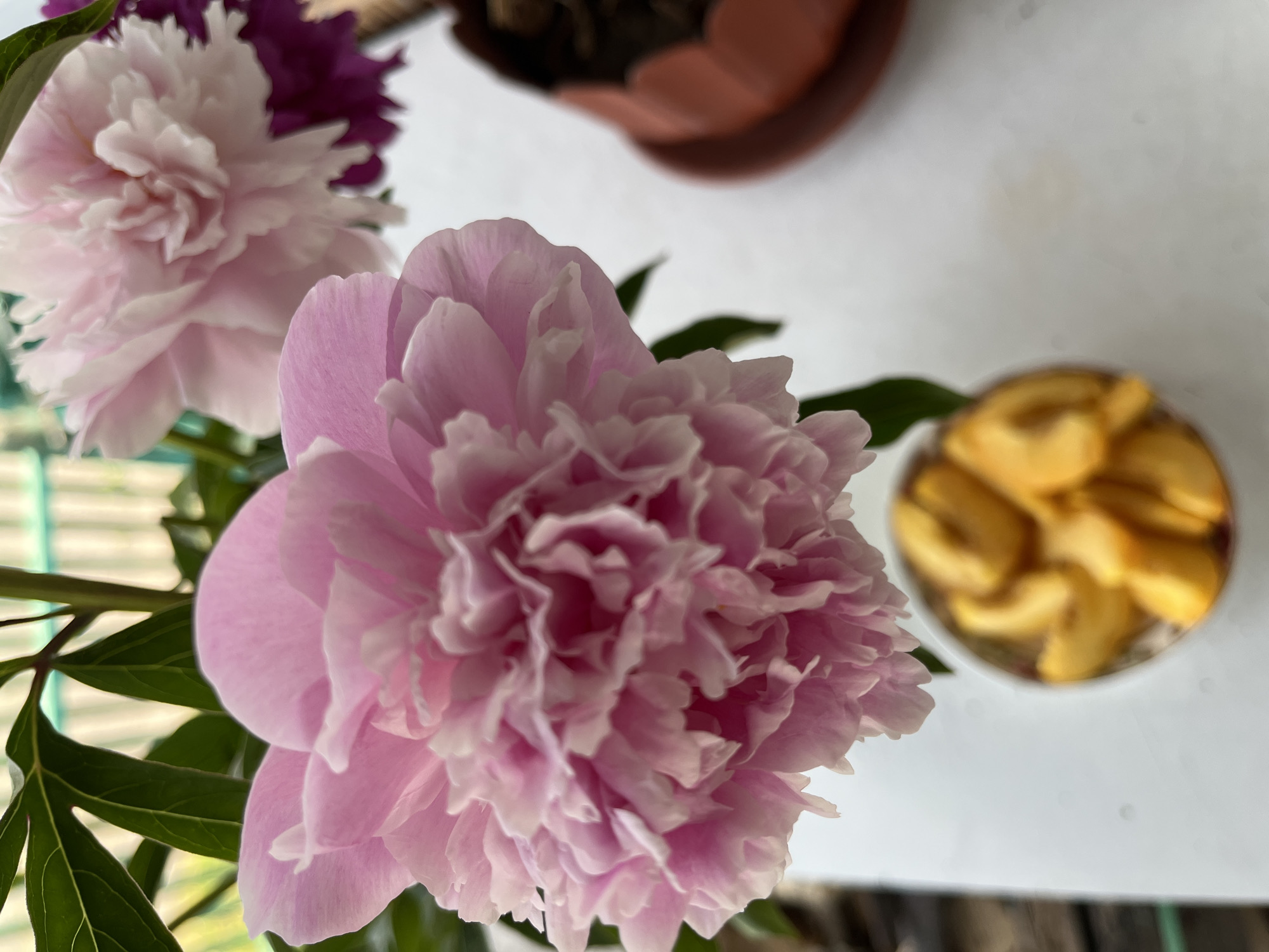 The image shows a close-up of pink peonies and sliced apricots in a metal cup. In the background, a plant in a terracotta pot is visible. The scene is set outdoors on a white surface, with hints of greenery and a fence in the background. The image is taken from a slightly elevated angle.