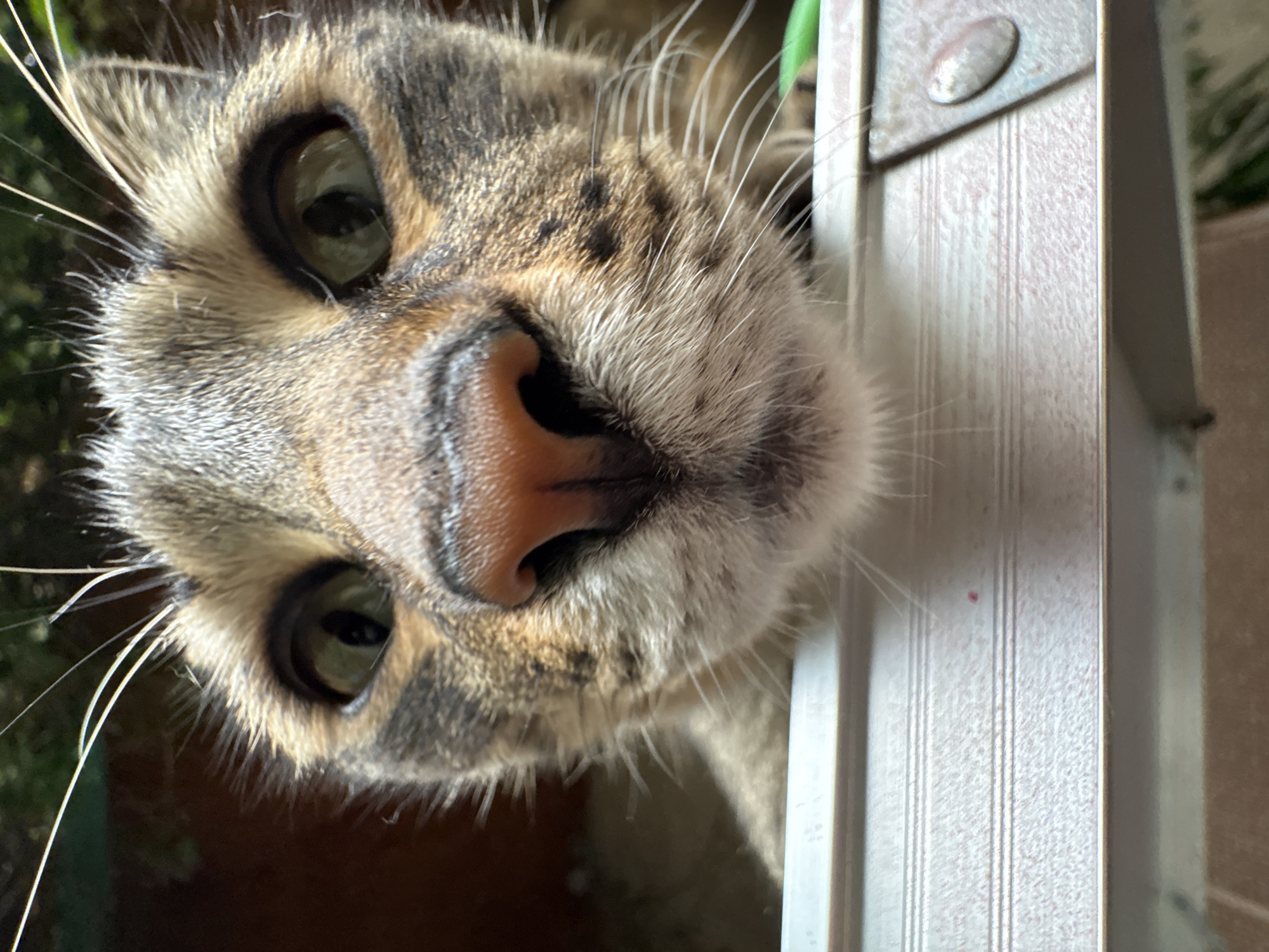 This is a close-up, low-angle shot of a cat's face, filling the majority of the frame. The cat has tabby markings with brown and black stripes on its fur. Its nose is pinkish-brown and appears slightly wet. The cat's eyes are open and green, looking directly at the camera. The cat's whiskers are long and white. The cat is positioned above a light-colored, textured surface with horizontal ridges, possibly a windowsill or a piece of furniture. In the background, out of focus, are dark brown and green elements, suggesting an outdoor or natural environment. There are no people present. The image is undated and its location in Almaty, Kazakhstan is not discernible from the visual information.