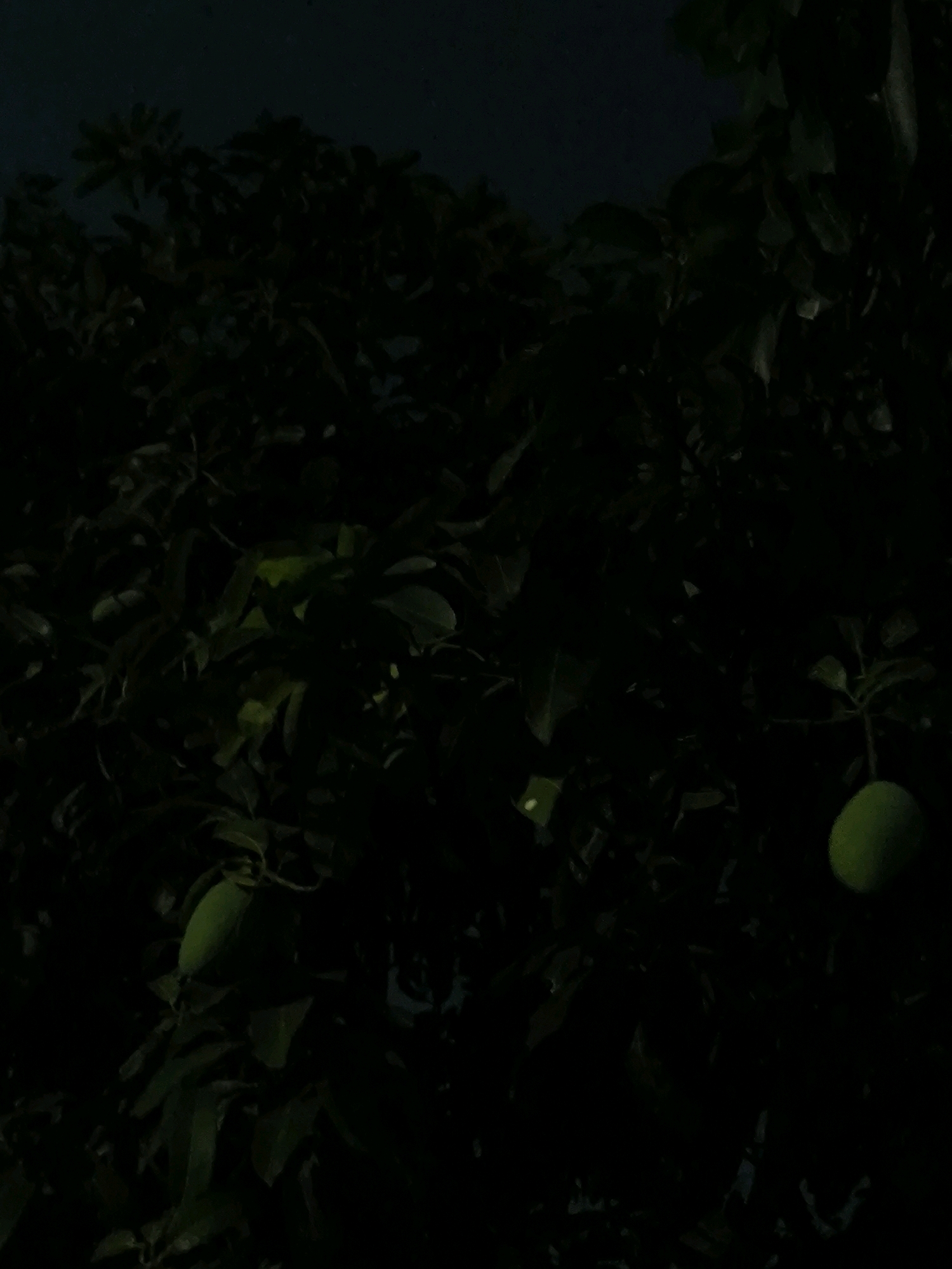 The image is a close-up, dark, and underexposed shot of foliage. The overall color palette is dominated by deep greens and blacks, suggesting it was taken at night or in very low light conditions. Several large, green, oval-shaped fruits are visible hanging from branches within the dense leaves. One fruit is clearly visible on the right side of the frame, and another is partially visible on the left. The leaves are thick and appear to belong to a tree with broad foliage. The background is indistinct and dark, making it difficult to discern any environmental details beyond the tree itself. There are no people or man-made objects visible in the frame.