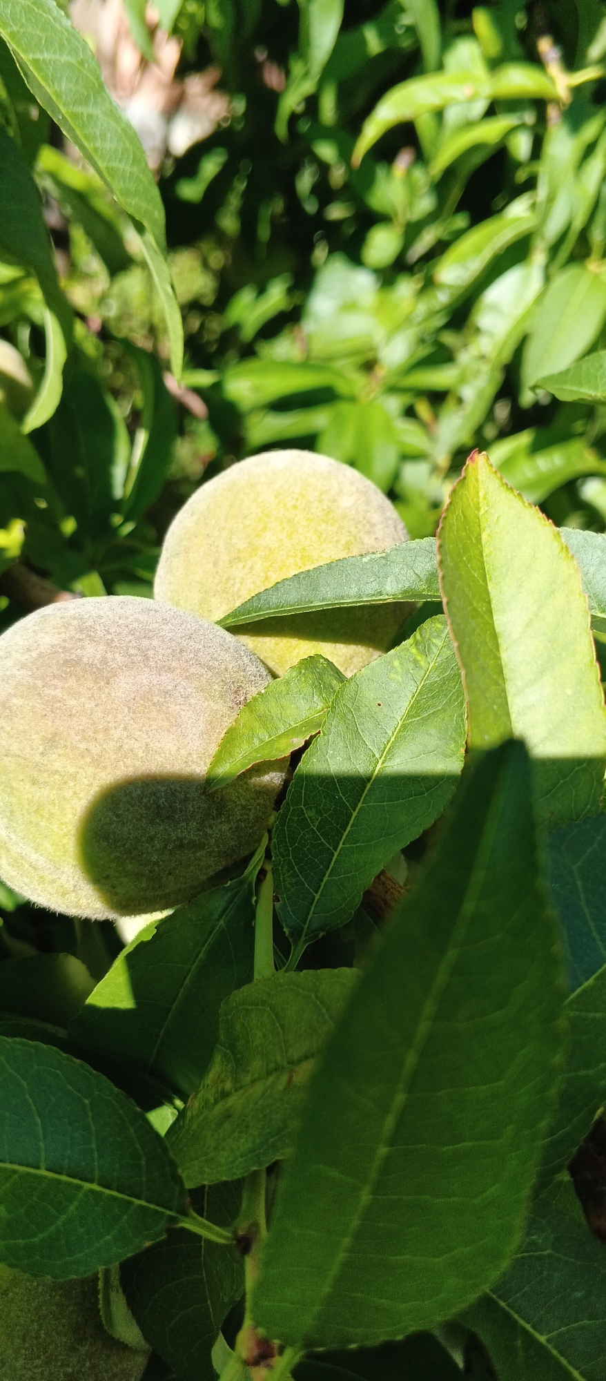 The image depicts a close-up view of several unripe peaches on a tree branch, surrounded by green leaves. The peaches are a light greenish-yellow color and have a fuzzy texture. Some of the leaves are casting shadows on the fruit. The background is blurred, suggesting a shallow depth of field. The scene is outdoors, likely in a garden or orchard. There is no indication of people or specific landmarks that would suggest a location in Mukachevo, Ukraine.
