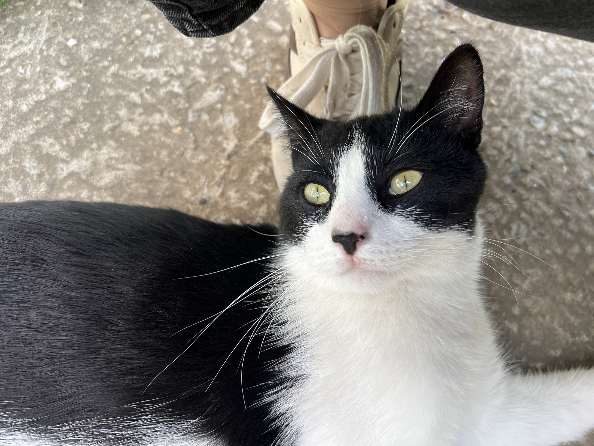 A black and white cat is lying down on a concrete surface, looking directly at the camera. The cat has bright green eyes, a black nose, and long white whiskers. Its fur is predominantly black with white patches on its chest and face. In the background, a person's feet wearing white sneakers with cream-colored laces are visible. The setting appears to be outdoors on a bright day, suggested by the lighting and the textured concrete ground. The cat's gaze is direct and focused, conveying a sense of curiosity or perhaps a touch of apprehension. There is no visible text in the image.