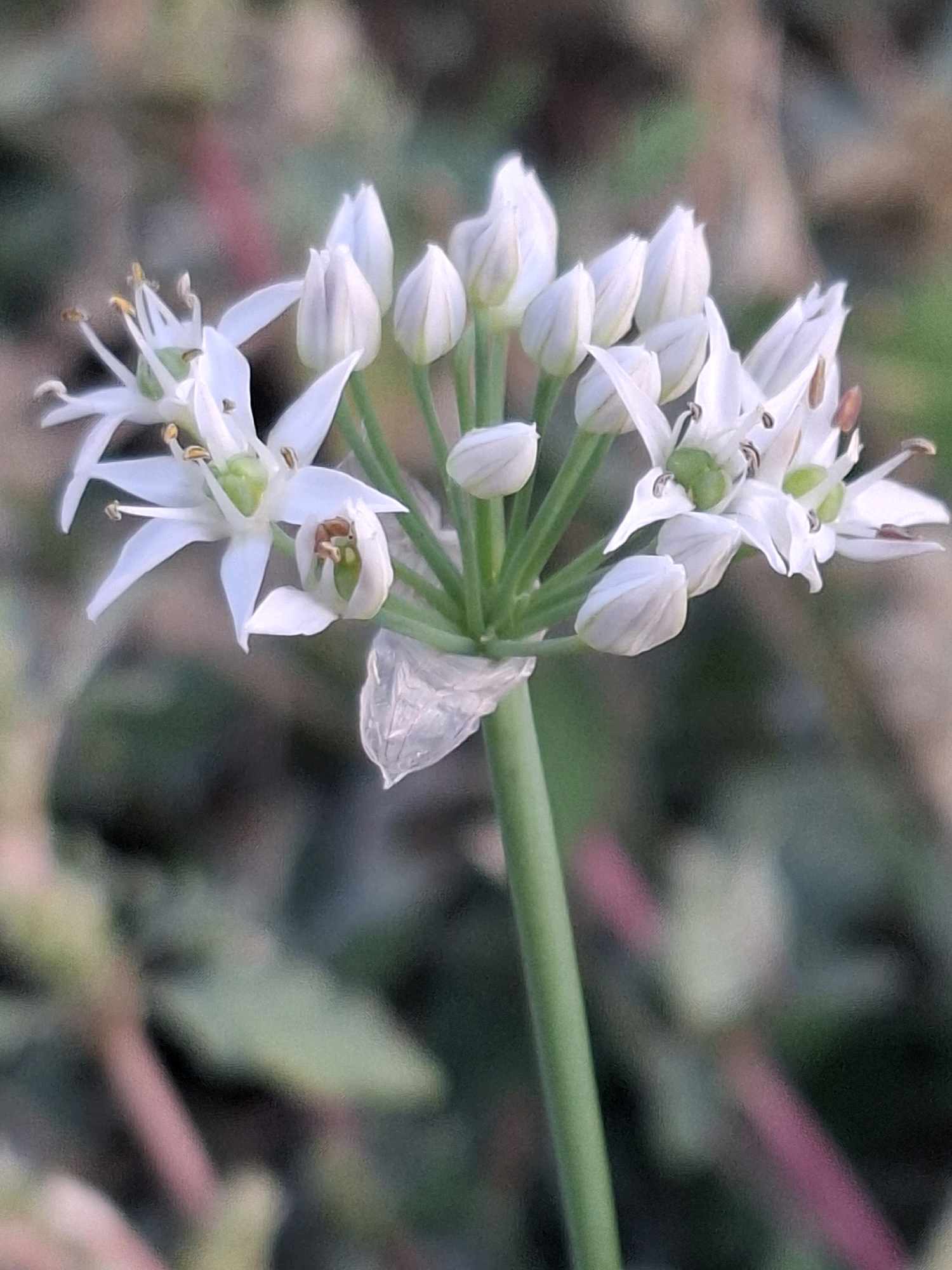 A close-up, upward-angled photograph captures a cluster of small, white, star-shaped flowers on a green stem, with some buds still closed. The flowers are clustered at the top of the stem, radiating outwards. Several of the open flowers show delicate petals and yellow stamens. The background is softly blurred, showing hints of green foliage and pinkish-red stems, suggesting an outdoor environment. The overall lighting is soft, with no harsh shadows. The image appears to be of a plant found in Almaty, Kazakhstan, possibly in a garden or park setting.