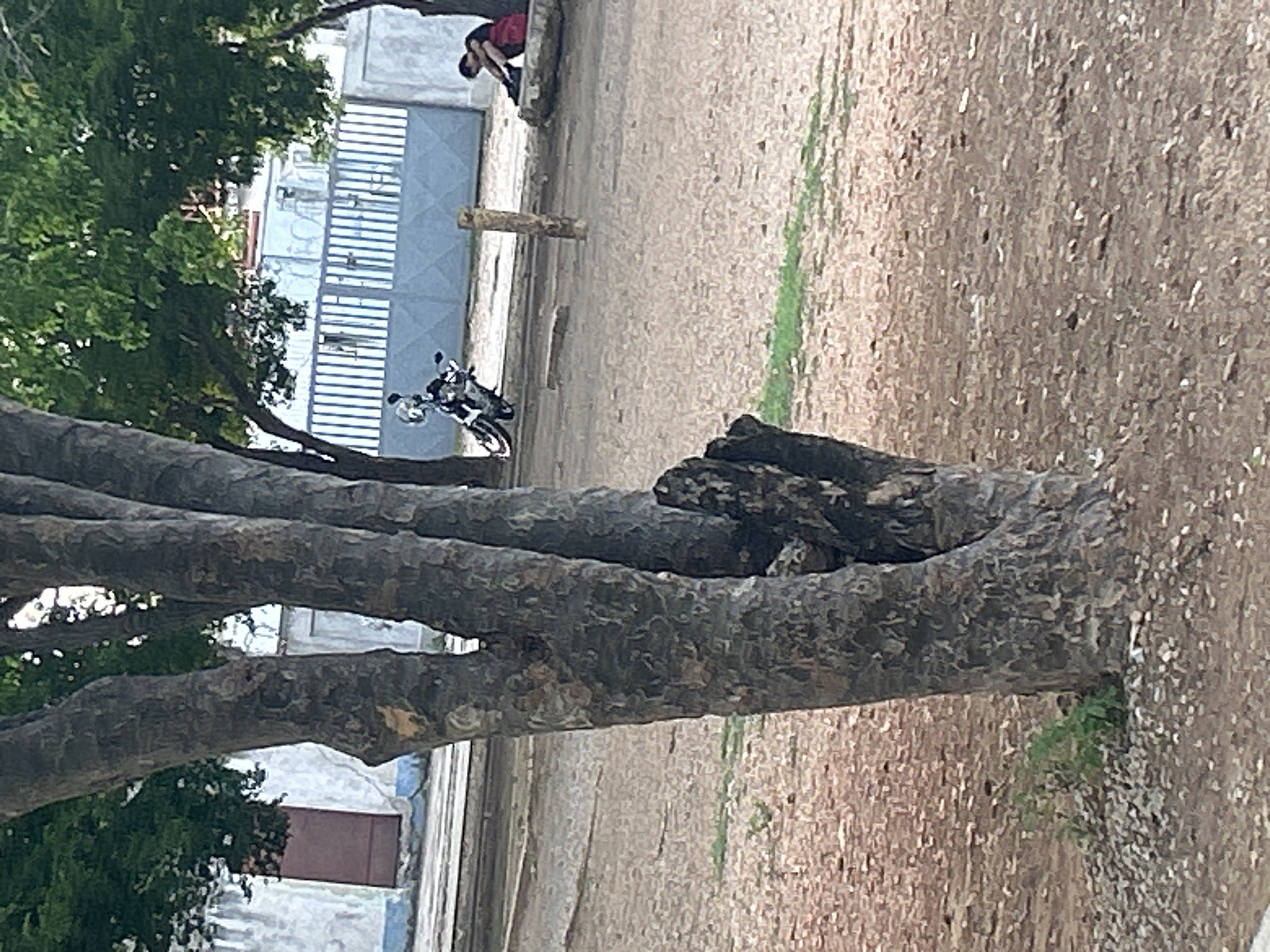 The image depicts an outdoor scene, likely in a public area. In the foreground, a large tree trunk with rough bark is prominent, with its branches and foliage extending upwards and out of frame. To the left of the tree trunk, a building with white walls and a brown door is partially visible. In the middle ground, a light blue metal fence with vertical slats stands behind a paved or dirt area. A motorcycle, appearing to be a dirt bike or dual-sport, is parked to the left of the fence. Further to the right, a person is seated on a low concrete structure, leaning against a vertical wooden post. This person is wearing dark clothing and red shorts, and their posture suggests a relaxed or contemplative state. The ground in the middle and foreground is a mix of dirt, small stones, and some patches of sparse green vegetation. The overall impression is that of a somewhat arid or undeveloped urban or semi-urban environment. The specific location within Santa Ana, Venezuela, cannot be determined from the visual information alone.