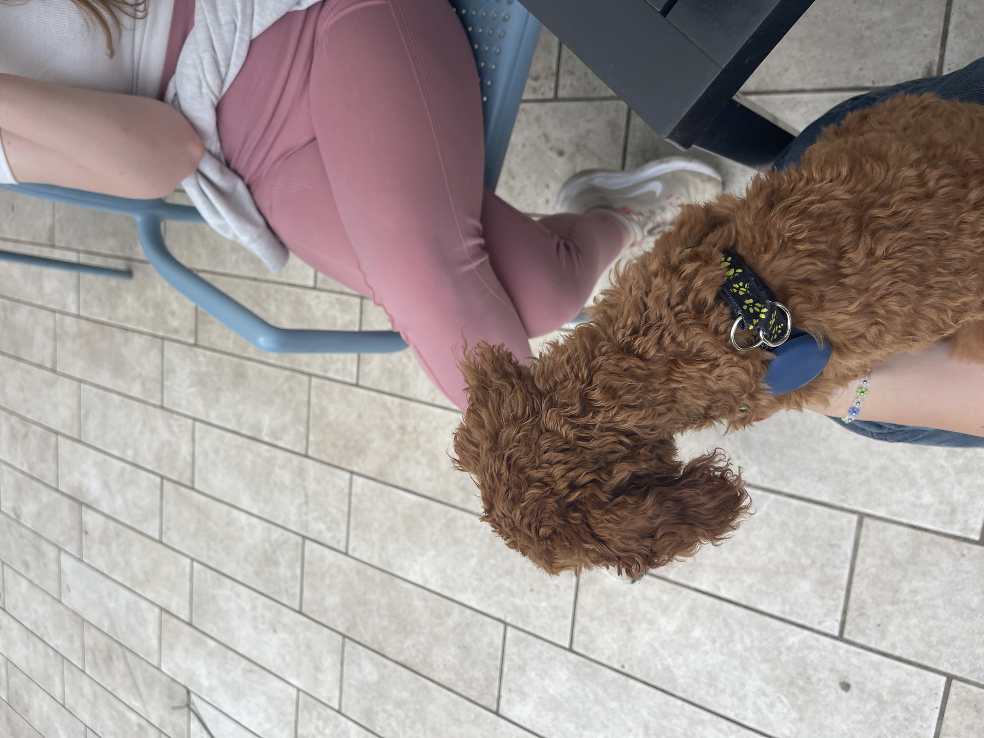 The scene presents a partial overhead view of an outdoor setting, possibly a patio or sidewalk cafe. A person wearing pink leggings, a light-colored sweater, and white shoes sits on a blue metal chair. Part of a black table is visible. A brown, curly-haired dog with a collar is present near the person. The environment is paved with light-colored rectangular tiles. The photograph was not taken in Sofia, Bulgaria.