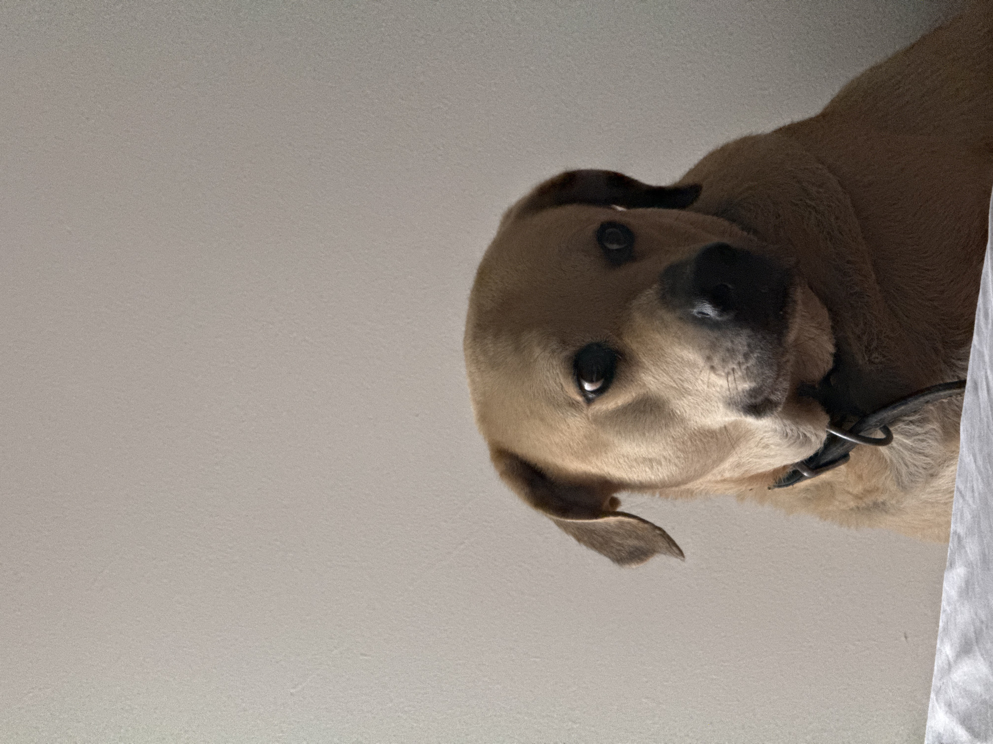 A medium shot, chest-up, eye-level portrait features a tan dog with dark eyes and floppy ears, wearing a black collar. The dog is looking slightly to its right, with its head tilted. The background consists of a plain, textured, light-colored wall. The bottom edge of the image shows the corner of a white, rumpled surface, possibly a bed or sofa. The lighting appears to be natural, coming from the left, casting a subtle shadow on the dog's right side. The overall scene is indoors and appears to be a still, posed photograph. No specific location in Budva, Montenegro, can be identified from the visual information provided.