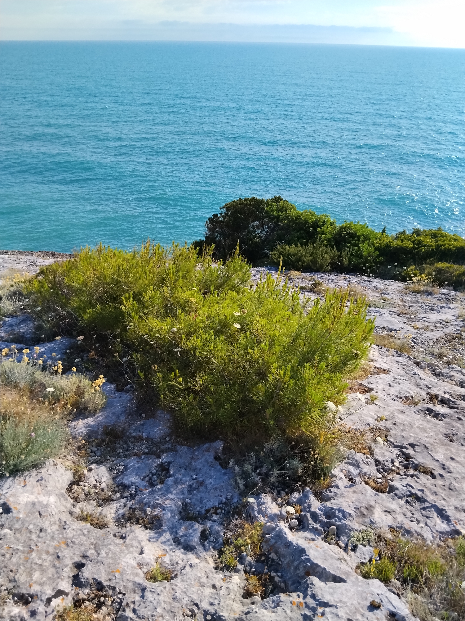 A high-angle, wide shot captures a rocky cliff edge overlooking a vast, bright blue ocean under a clear sky. In the foreground, light gray, textured rocks with patches of dry grass and small, light yellow flowers are visible. Dominating the mid-ground are two lush, green, shrub-like plants, appearing to be pine saplings, with numerous small, white flowers interspersed among their needles. Further back, a line of dark green bushes and trees forms a natural border along the cliff. The ocean stretches to the horizon, its surface rippled by gentle waves, reflecting the sunlight. The scene is devoid of people or any man-made structures, suggesting a natural, coastal landscape. The location is on the Gargano Peninsula, near Vieste, Italy.
