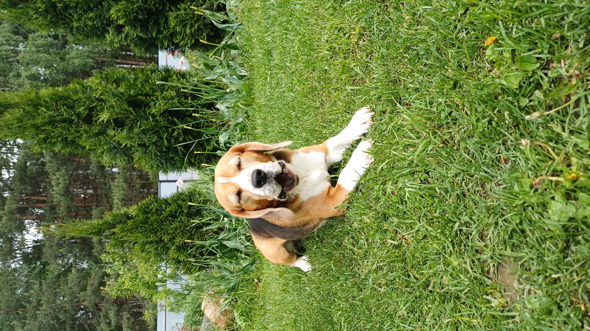 A beagle dog lies on its back in green grass, with its mouth open and eyes closed, possibly yawning or panting. The dog has a brown, white, and black coat. The background includes trees and foliage, possibly a lawn or garden in Timokhovo, Russia.