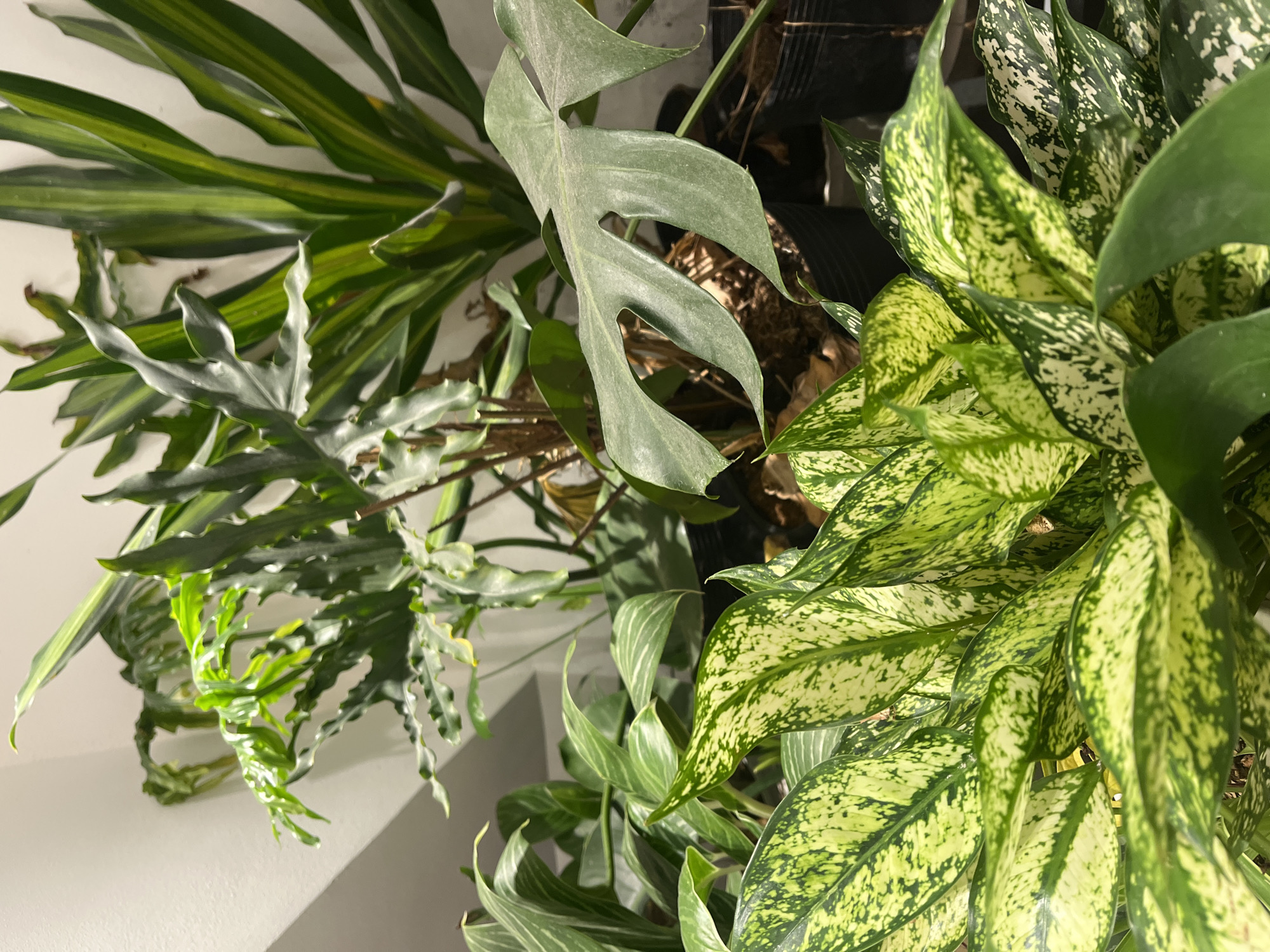 The image shows a close-up of several potted houseplants. Plant varieties include a Dracaena fragrans (striped leaves), a Thaumatophyllum bipinnatifidum (lace-leaf philodendron), a Monstera species (single leaf with fenestrations), and an Aglaonema (Chinese evergreen) with speckled leaves. The plants appear healthy and well-maintained. The background is predominantly out of focus. The presence of a wall suggests the plants are located indoors. The location in Thủ Đức, Vietnam is not discernible from this image. No people, actions, or interactions are visible.