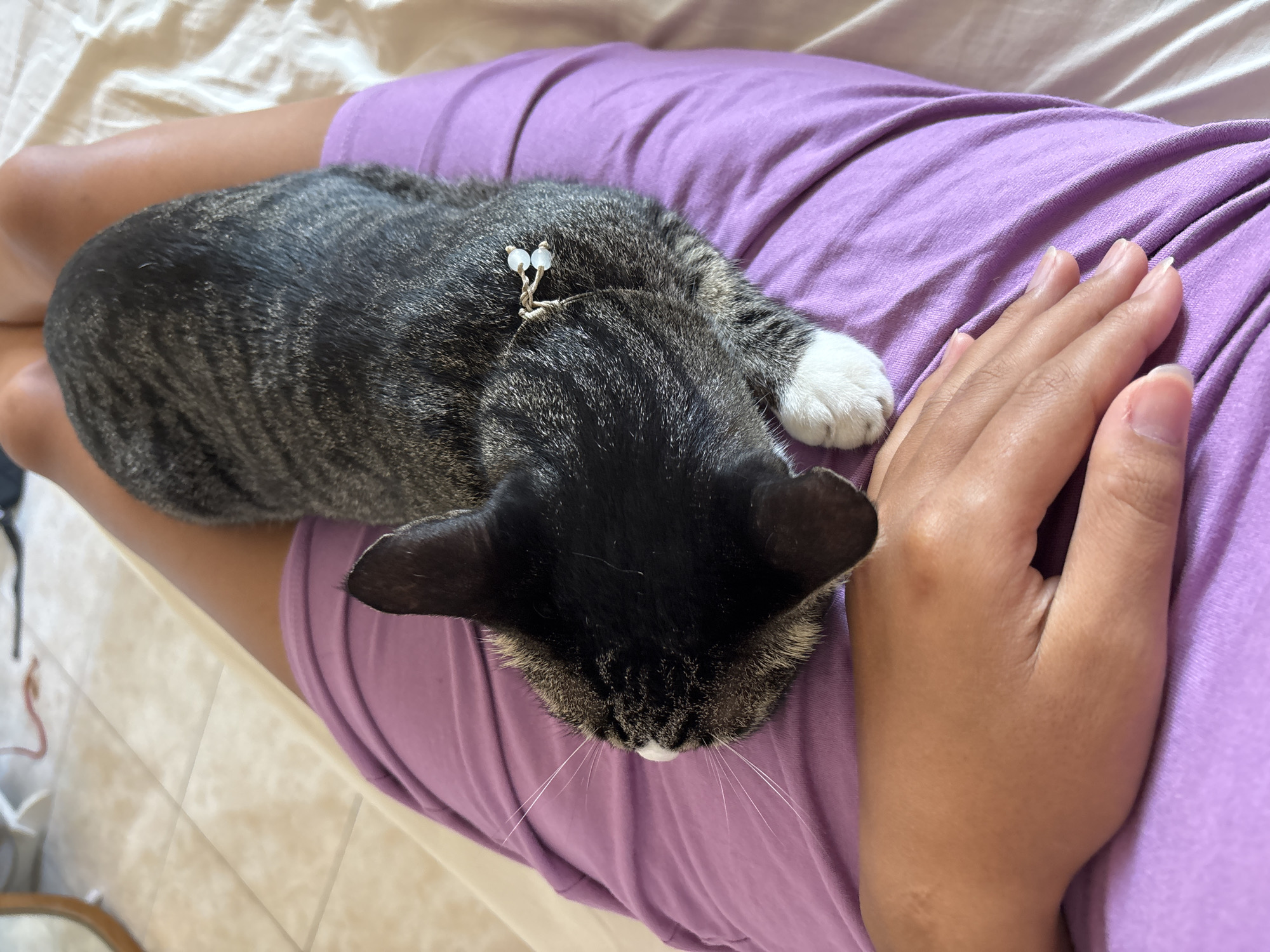A high-angle, medium shot captures a tabby cat resting on a person's lap. The cat, with dark grey and black stripes and white paws, is positioned horizontally on the person's thighs, which are covered by a purple dress. The cat's head is turned to the left, its face partially obscured by its body. A delicate, decorative piece with two small white beads is attached to the cat's collar or fur. The person's hand rests on their thigh, fingers splayed. The background consists of a lightly textured cream-colored surface, possibly a bed or couch, and a tiled floor visible to the left. The scene appears to be indoors, in a residential setting.
