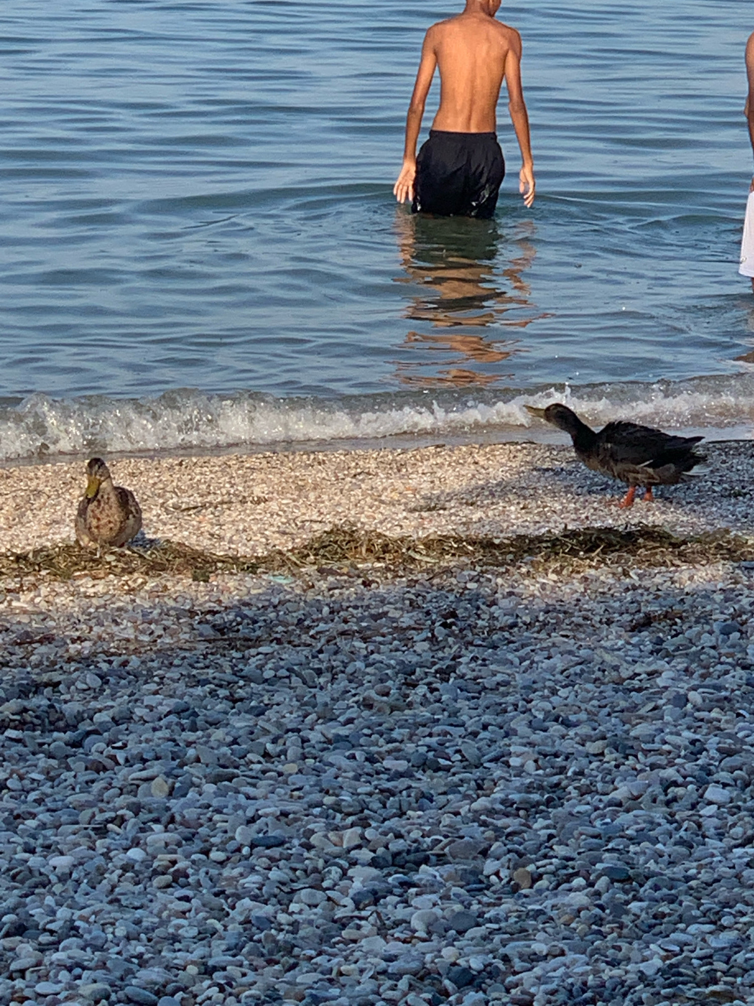 The image shows a beach on Lake Garda in Padenghe sul Garda, Italy. Two ducks are on the pebble beach, with one facing left and the other facing right. The water of Lake Garda is in the background, with gentle waves lapping at the shore. Two young people are wading in the water, with their backs to the camera. One person is wearing black shorts, and the other is wearing white shorts. The sky is clear and blue.