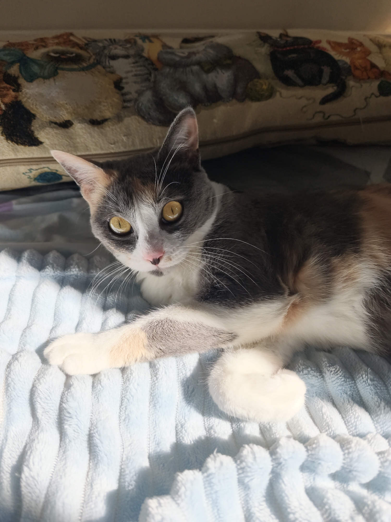 A calico cat is lying on a light blue plush blanket. The cat has large yellow eyes and white whiskers. Its fur is a mix of white, grey, and orange. In the background, there is a pillow with a pattern of cats on it. Sunlight is shining on the scene, casting shadows on the blanket. The location of this scene in Sochi, Russia is unknown.