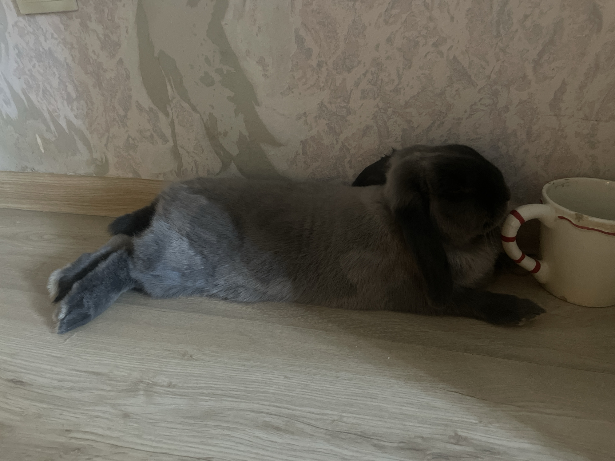 An indoor scene in Votkinsk, Russia, shows a gray lop-eared rabbit resting on a light-colored wooden or laminate floor. The rabbit is stretched out on its side, with its hind legs extended backwards and its front paws tucked beneath its body, conveying a relaxed posture. Its fur is a uniform blue-gray hue.
To the right of the rabbit's head is an off-white ceramic mug featuring a distinctive red and white striped handle, reminiscent of a candy cane. The inside rim of the mug shows some dark residue or specks. The rabbit's head is turned towards the mug and the adjacent wall.
The background wall is covered with a light-colored wallpaper displaying an abstract, mottled, or swirled pattern in shades of gray and off-white. A wooden baseboard separates the wall from the floor. The lighting is soft and ambient, typical of an indoor setting without harsh direct sunlight. The overall image captures a moment of quiet repose, with the rabbit appearing calm and at ease. No text is visible in the image.