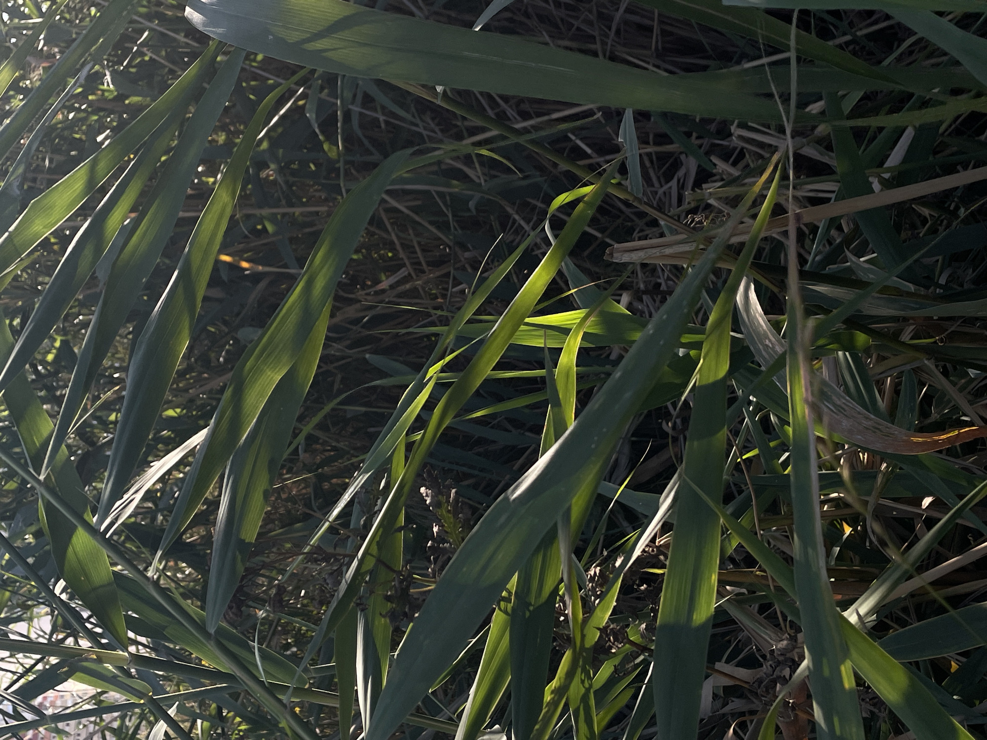 The image shows a dense thicket of tall green grass and reeds, with some dry, dead stalks mixed in. Sunlight filters through the blades, creating highlights and casting shadows. In the upper left corner, a hint of buildings and a red-tiled roof suggests an urban or suburban edge, potentially near Rostov-on-Don, Russia. The overall impression is one of a natural, overgrown area. There are no people or animals visible.