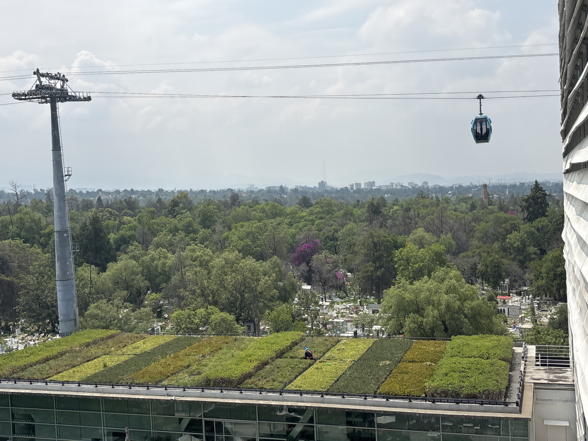 An eye-level, medium shot depicts a cityscape in Mexico City, Mexico, featuring a cable car system, vegetation, and a green roof.
In the foreground, the top of a building with a green roof is visible. The roof is divided into striped sections of varying green and brown vegetation. A person wearing a blue helmet is working on the roof, tending to the plants.
Behind the building, a dense green forest extends toward the skyline. The city skyline, with buildings of varying heights, is hazy in the distance. A cemetery with numerous white tombstones is partially visible among the trees.
A cable car system is suspended above the trees. A tall, gray metal tower stands on the left, supporting the cable wires. A blue cable car is suspended from the wires and is moving toward the right.
The sky is overcast with light gray clouds, providing soft, diffused lighting to the scene.