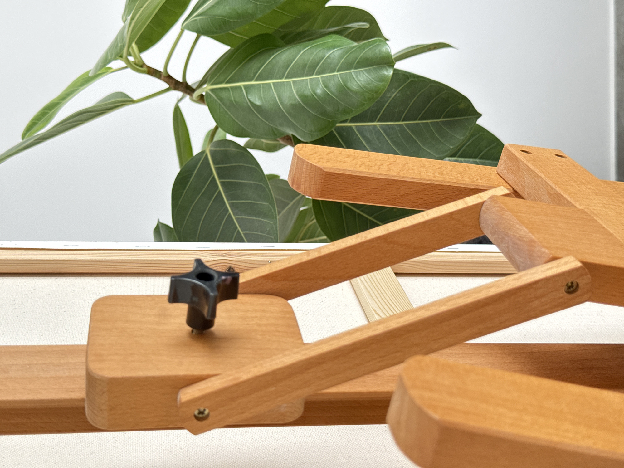 This is a close-up, eye-level, medium shot of a wooden easel with a canvas stretched across it, positioned indoors. To the right of the easel, a large green ficus plant with broad leaves is visible, partially obscuring a white wall and a grey floor. The easel is made of light-colored wood, featuring adjustable arms and a black star-shaped knob used for securing the canvas. A screw is visible on one of the wooden arms. The lighting is bright, suggesting an indoor setting with ample natural light. There are no people or animals present in the image, and no specific actions are depicted. The scene is static and focuses on the details of the easel and the plant. The location is identified as Mesogi, Cyprus, though the image itself provides no explicit visual clues to confirm this specific geographical placement.