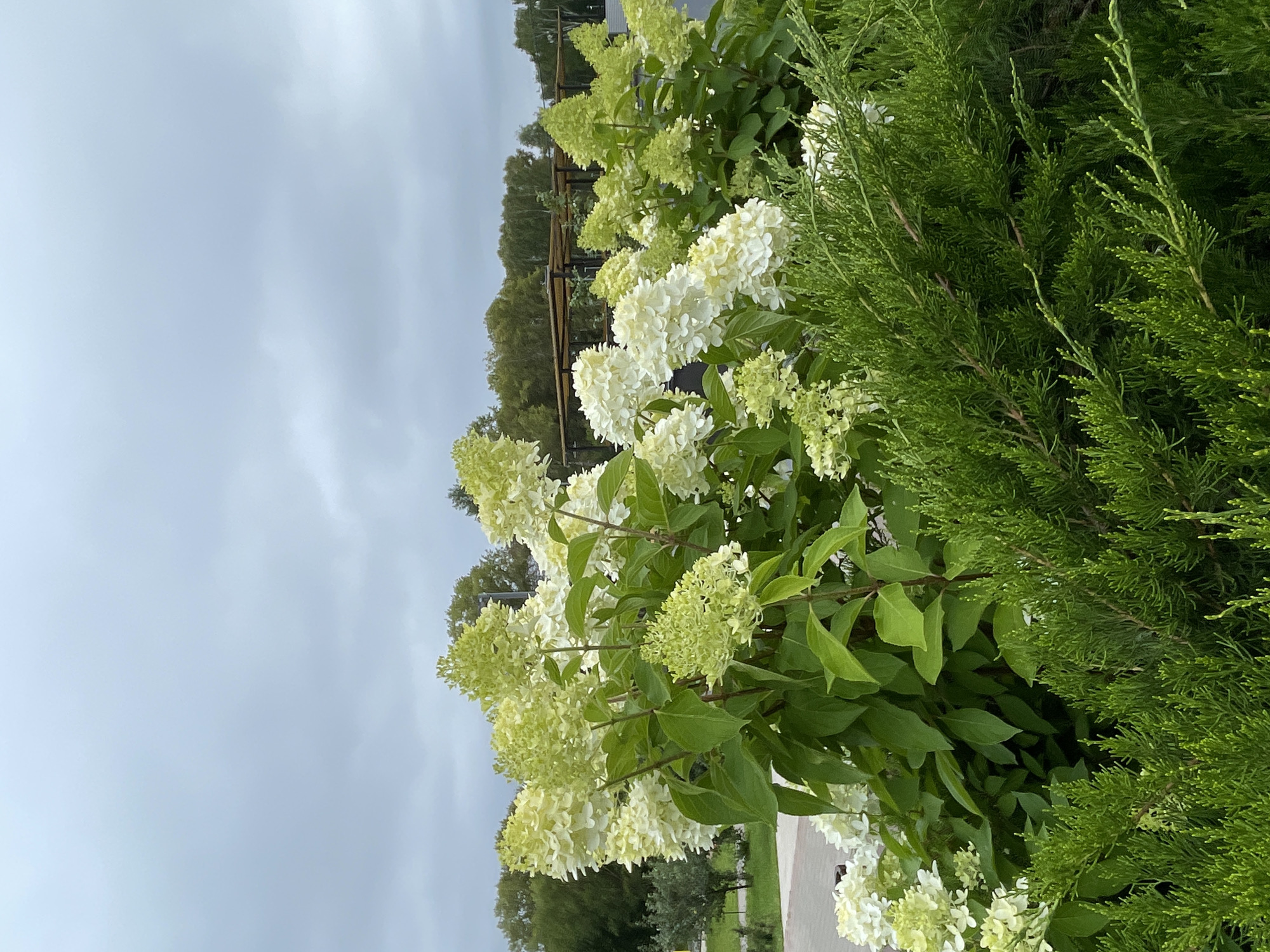The image captures a cloudy day in Kirov, Russia, with a focus on a dense cluster of blooming hydrangea bushes. The hydrangeas, with their large, cone-shaped flower heads, display a gradient of colors, from pale green to creamy white, suggesting they are either beginning to bloom or transitioning in their flowering cycle. They are interspersed with lush green foliage. In the foreground, a vibrant green evergreen shrub, possibly a juniper, provides a textural contrast with its feathery needles.
In the background, a line of trees with dense green canopies stretches across the horizon, partially obscuring a light-colored wooden pergola structure. The sky is overcast, with a uniform grey cloud cover that diffuses the light. The overall scene suggests an outdoor park or garden setting, likely a well-maintained public space within Kirov, Russia. There are no people visible in the image, and the focus is entirely on the natural elements of the landscape.