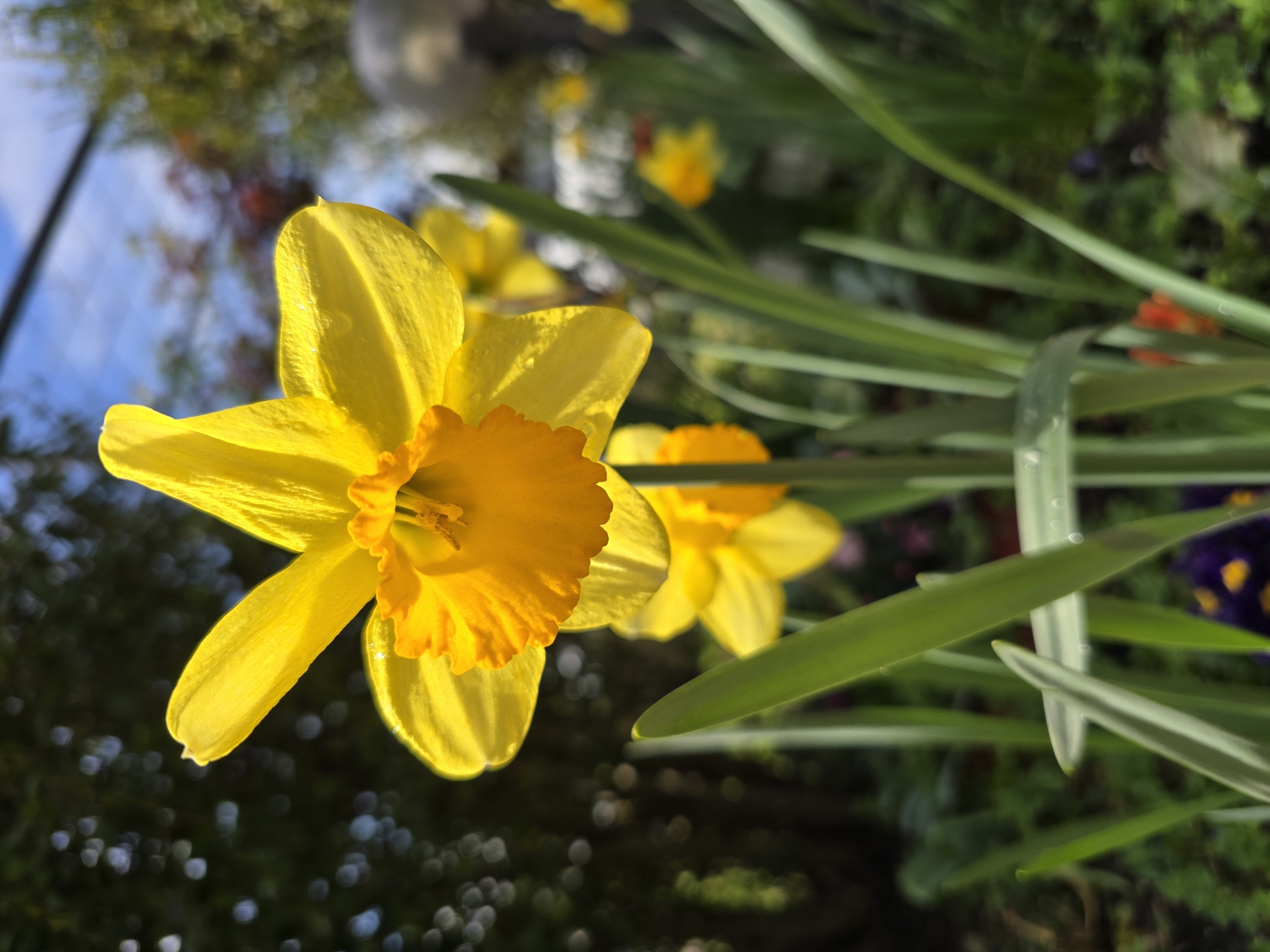 The image features a close-up of bright yellow daffodils in Burgas, Bulgaria. The daffodils are in full bloom, with a distinct orange trumpet in the center of each flower. The green stems and leaves are also visible, suggesting they are growing outdoors in a garden or park. The background is blurry, showing a mix of vegetation and potentially a cityscape. The photo appears to have been taken during the day, with natural sunlight illuminating the flowers.