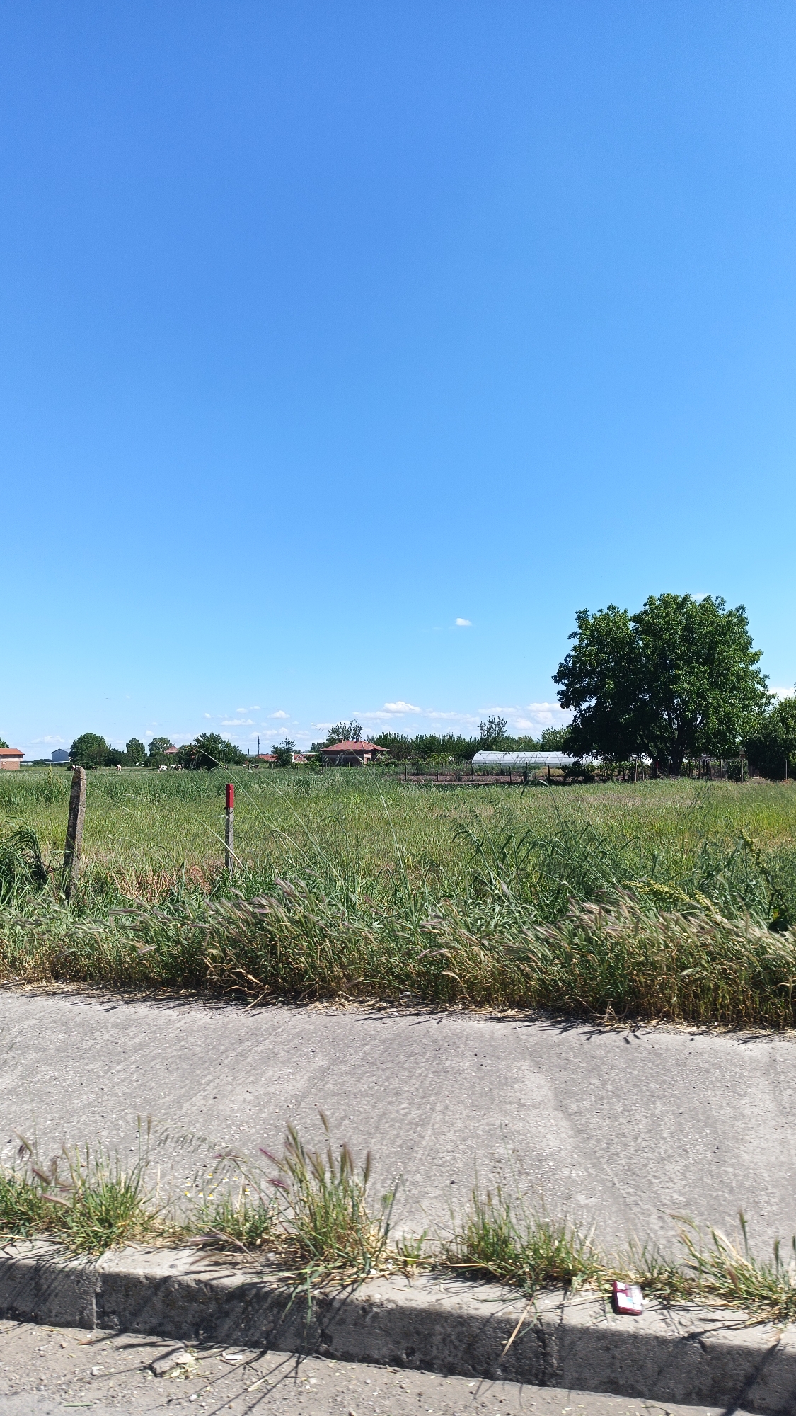 The image depicts a rural landscape in Milevo, Bulgaria, under a clear blue sky. A field of tall grass occupies the middle ground, dotted with sporadic houses and a greenhouse. A large tree stands to the right of the field. A paved road with grass growing along the edge is in the foreground, with a small, rectangular object on the ground near the curb. There are no people visible in the scene.