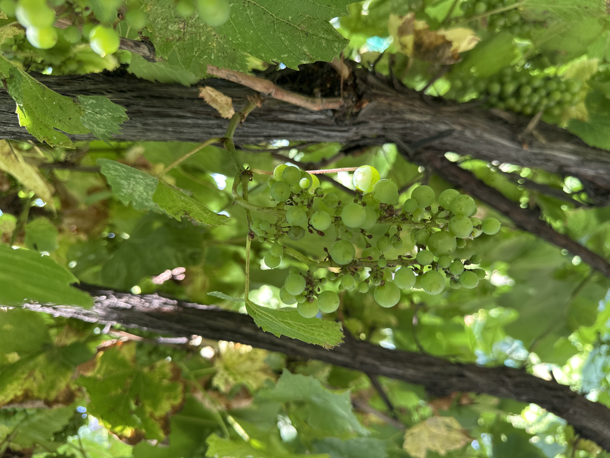 A close-up, vertical shot captures a cluster of unripe green grapes hanging from a vine amidst lush green foliage and weathered wooden support posts. The grapes are small and round, clustered tightly together on their stems. The leaves of the vine exhibit a mix of vibrant green and some yellowed, possibly sun-damaged sections. Two rough, textured wooden posts, likely part of a trellis system, are prominent in the background, running vertically through the frame. The overall environment suggests a vineyard or garden setting. The image is located in Yessentuki, Russia. There are no people or animals visible in the scene.