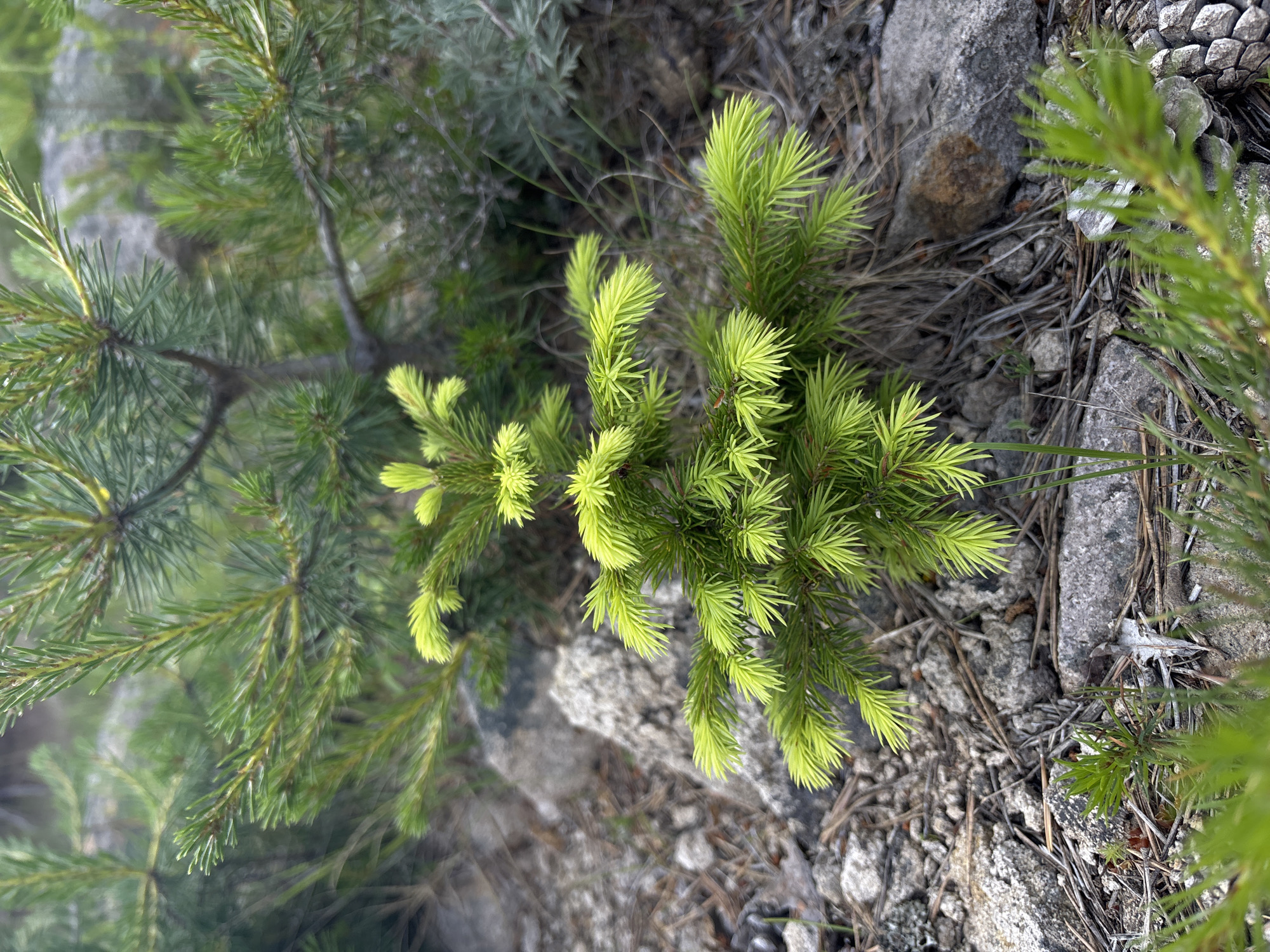 A close-up, vertical shot focuses on a small, vibrant green spruce sapling growing amongst rocks and dry pine needles. The sapling's new growth is a bright lime green, contrasting with the darker green needles of a larger, out-of-focus spruce tree behind it. The ground is covered with a mixture of grey rocks, brown pine needles, and some sparse dry grass. The lighting is soft and natural, suggesting an outdoor, possibly forested, environment. The location is identified as Unknown, Unknown.