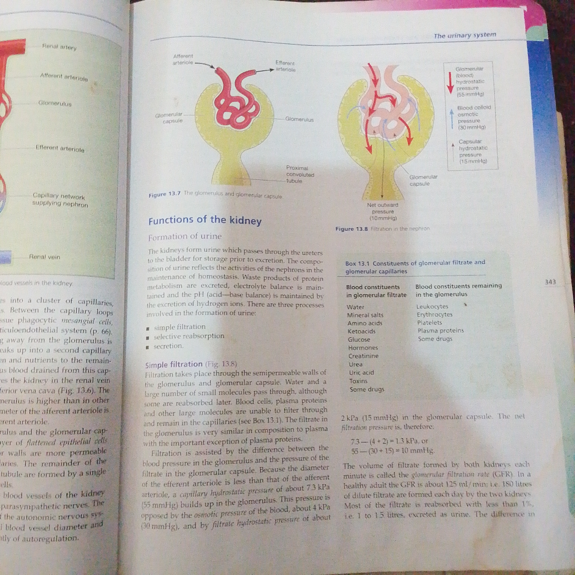The image displays two diagrams illustrating the structure of a nephron and the process of glomerular filtration. The left diagram shows a nephron with labels for the renal artery, afferent arteriole, glomerulus, efferent arteriole, and capillary network supplying the nephron, along with the renal vein. The right diagram focuses on the glomerulus and glomerular capsule, detailing the forces involved in filtration: glomerular hydrostatic pressure, blood colloid osmotic pressure, and capsular hydrostatic pressure, resulting in a net outward pressure. A table titled "Box 13.1 Constituents of glomerular filtrate and glomerular capillaries" lists substances present in the glomerular filtrate and those remaining in the glomerulus. Text discusses the functions of the kidney in urine formation, including filtration, selective reabsorption, and secretion. The image also includes references to Figure 13.7, Figure 13.8, and page 66, along with a page number "343". There is no information in the image that relates to Jalingo, Nigeria.