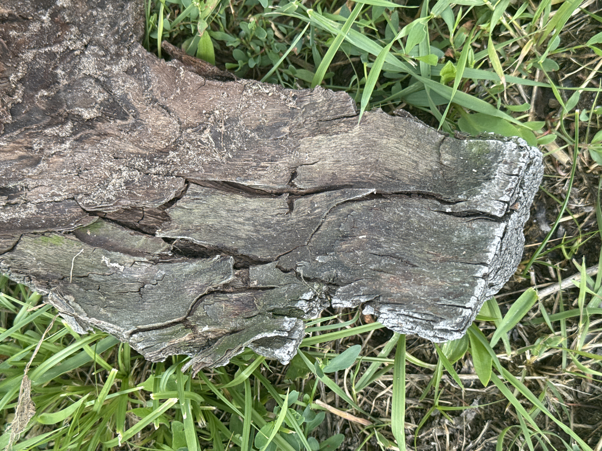 This image shows a close-up, overhead view of a piece of weathered, dark brown wood lying on the ground amidst green grass and dry vegetation. The wood is rough, with visible cracks and a flaky texture, and appears to be a section of a fallen branch or log. There are no people or visible actions taking place. The environment suggests an outdoor, natural setting, possibly a park or undeveloped area within or near Mar'yanivka, Ukraine.
