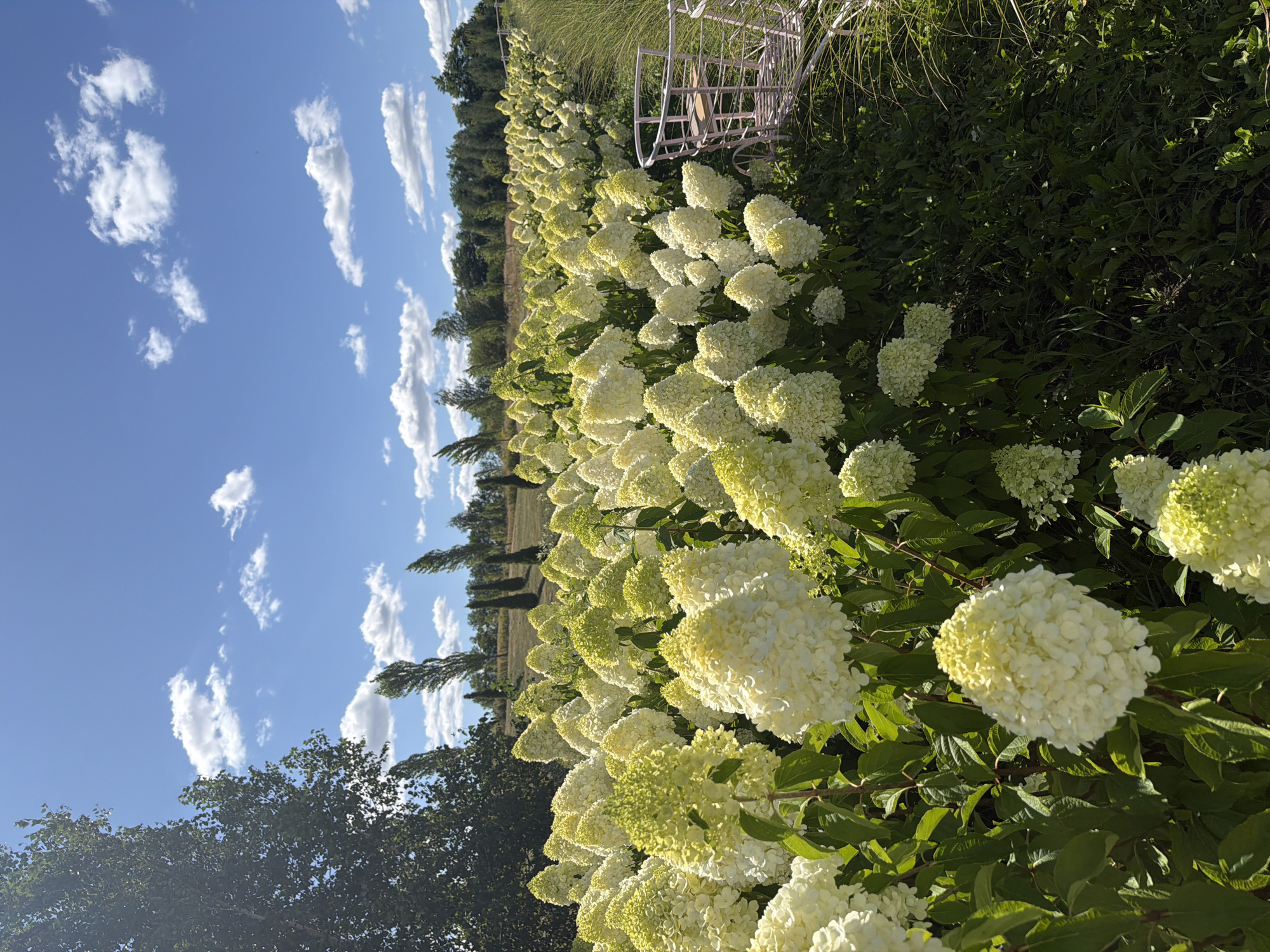 This is a full shot, outdoor, eye-level, vertical, natural light photograph taken in the city of Severynivka, Ukraine. The image features a field of white and pale green hydrangeas in full bloom under a bright blue sky with scattered white clouds. The flowers dominate the foreground and midground, creating a lush, voluminous display. In the far background, a line of trees and shrubs forms a verdant horizon, with a few tall, thin trees also visible. A portion of a decorative pink metal garden cart with a wooden seat is present on the right side of the frame, suggesting a garden or park setting. The lighting indicates it is daytime, likely late morning or early afternoon. There are no people or animals visible in the image.