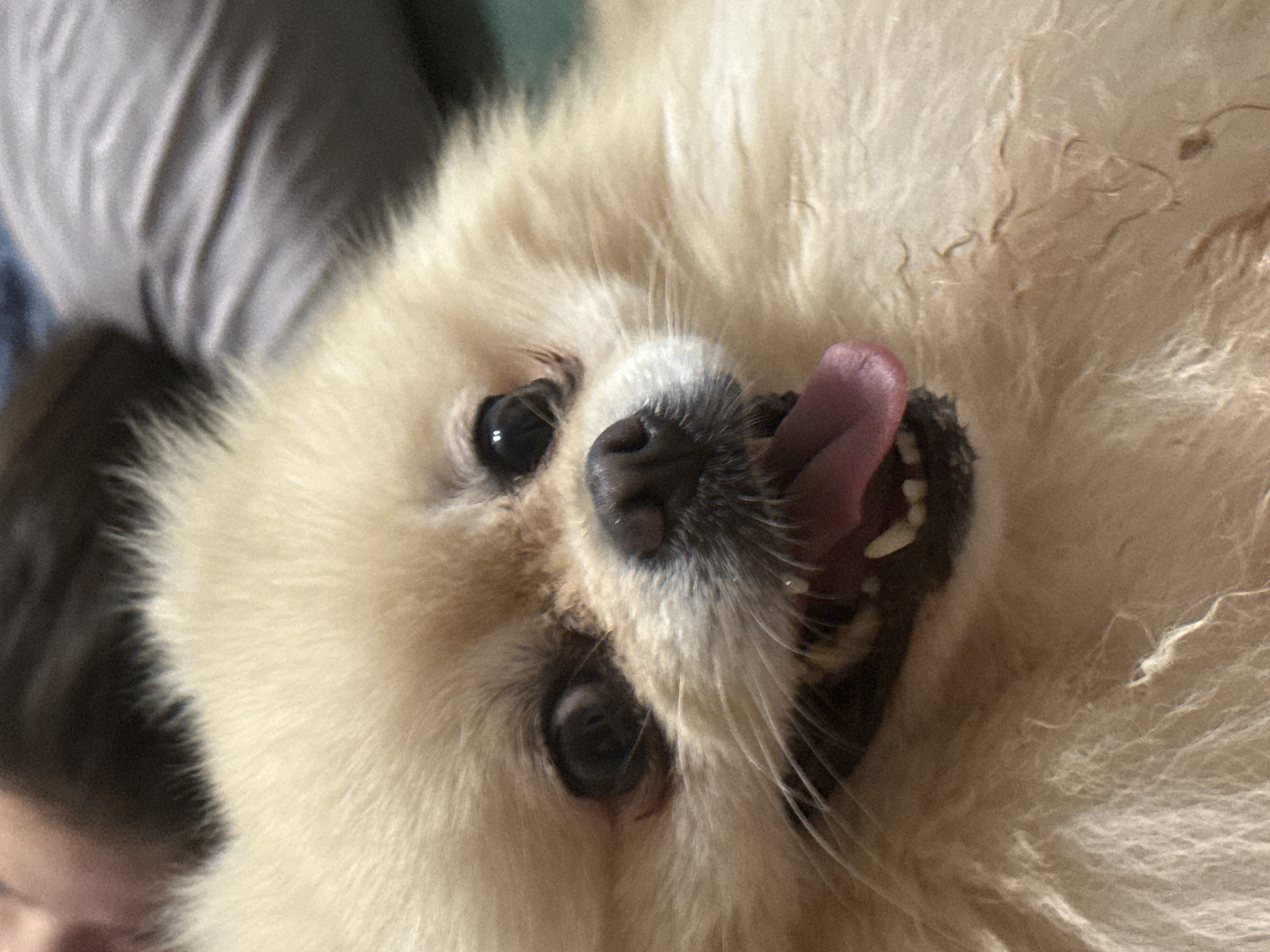 This media file is a close-up, upside-down photograph of a light-colored Pomeranian dog. The dog's face is the primary subject, with its mouth open and tongue sticking out. The dog has dark eyes and a dark nose. The background is blurred and appears to be a textured surface, possibly a blanket or clothing, with shades of grey and blue. There are no visible text elements in the image. The lighting suggests it could be daytime, but the indoor setting and lack of outdoor cues make it difficult to determine the exact time of day or weather conditions. The dog's expression, with its tongue out, conveys a sense of playfulness or being hot.