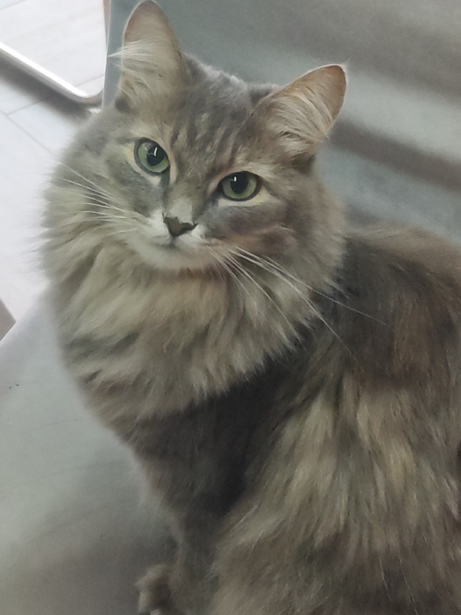 A fluffy, long-haired domestic cat is the central subject of this close-up indoor photograph. The cat has grey-silver tabby fur, prominent white whiskers, and bright green eyes that are calmly focused directly at the camera. A thick, fluffy ruff of fur frames its face. The cat is shown from the chest up, seemingly sitting. The background is softly blurred, revealing a light-colored, possibly tiled or wooden, floor on the left side and a solid light grey surface, likely furniture or a wall, on the right. A metallic chair leg or frame is partially visible in the upper left corner. The lighting is diffused, suggesting a daytime setting indoors. The cat's expression appears alert and gentle. There is no visible text in the image. This scene is located in Chaikovsky, Russia.
