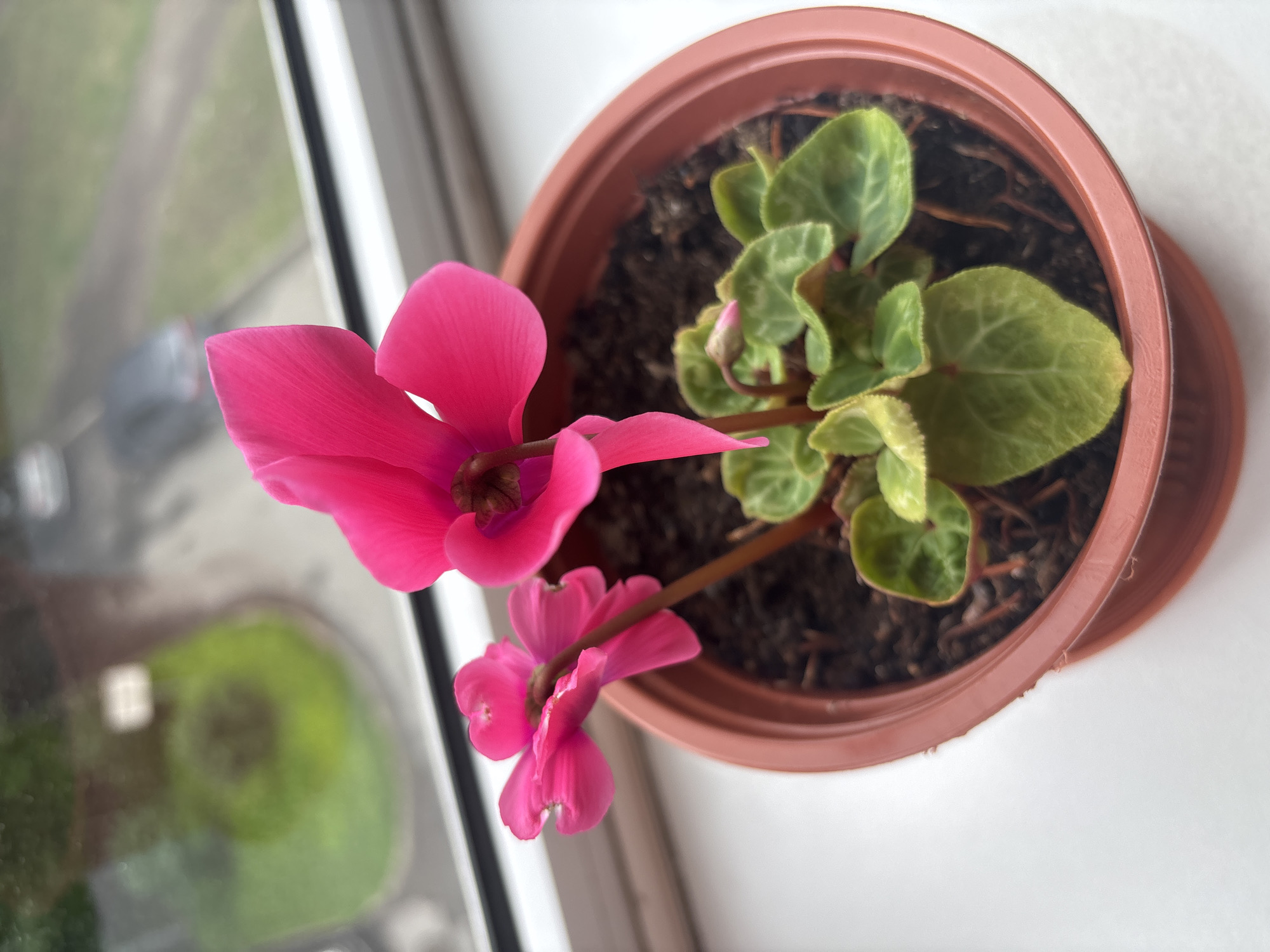 The image shows a close-up, top-down view of a potted cyclamen plant with bright pink flowers. The plant is in a reddish-brown plastic pot, which is sitting on a white windowsill. The plant has several heart-shaped, green leaves with lighter green or silvery markings. Two prominent pink flowers are visible. One is large and open, facing left, with delicate, pointed petals. The other flower is smaller and appears to be more closed, hanging down towards the right. The background is blurred, but through a window to the left, there's a glimpse of an outdoor scene with muted green and grey tones, suggesting it's daytime. The overall setting is indoors, likely a home or office, on a windowsill. The focus is on the vibrant colors and delicate structure of the cyclamen. There is no visible text in the image. The location context is Sinyavino, Russia.