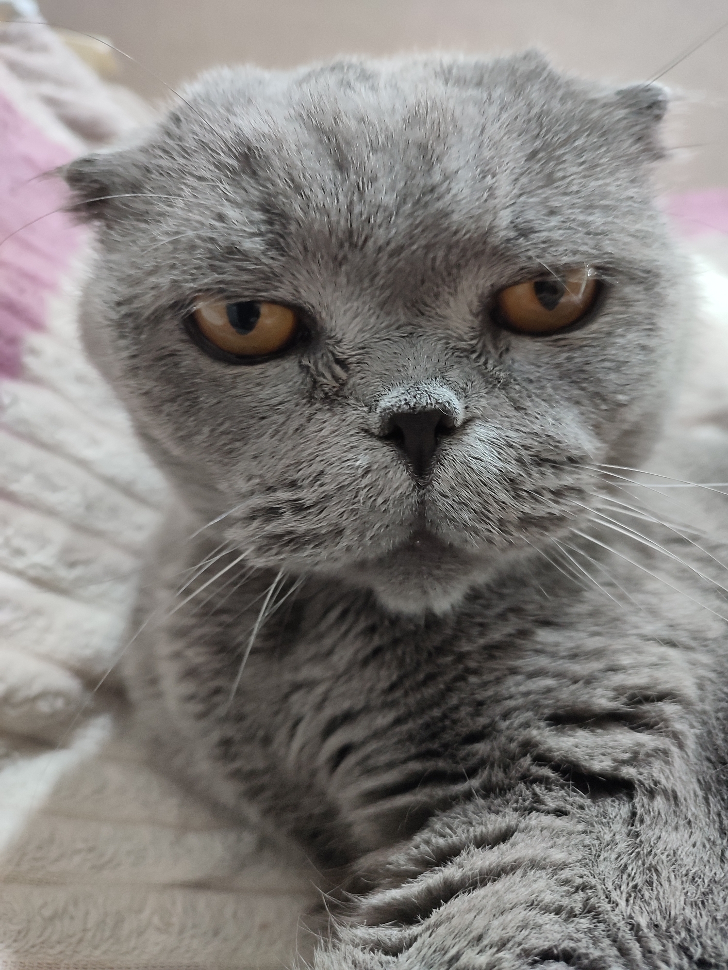 A close-up, head-on, eye-level shot focuses on a gray Scottish Fold cat's face. The cat has amber eyes with black pupils, folded ears, and prominent white whiskers. Its fur is a soft gray, and its nose is a dark gray. The background consists of a soft, textured blanket in light beige and a blurred pink object. The lighting is soft and diffused, highlighting the cat's features. The scene appears to be indoors.