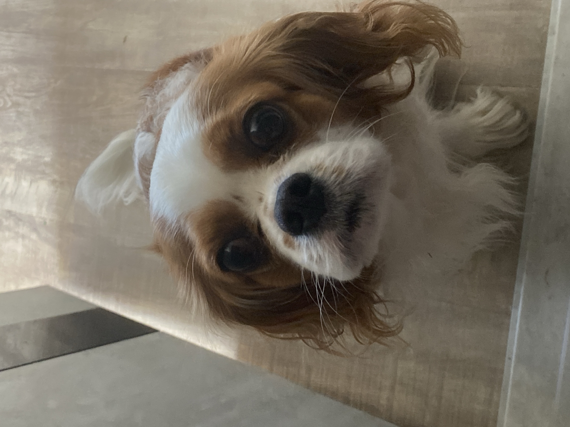 A close-up, eye-level shot shows the head of a Cavalier King Charles Spaniel dog. The dog is facing forward and looking directly at the camera with large, dark eyes. Its fur is predominantly white with patches of reddish-brown on its head and ears. The dog's nose is black and appears wet. The background is a light-colored wooden floor with subtle wood grain patterns. To the left of the dog, a portion of a gray, rectangular object is visible, casting a shadow. The lighting appears to be natural, coming from the left and creating a soft glow on the dog's face and the floor. The overall environment suggests an indoor setting.