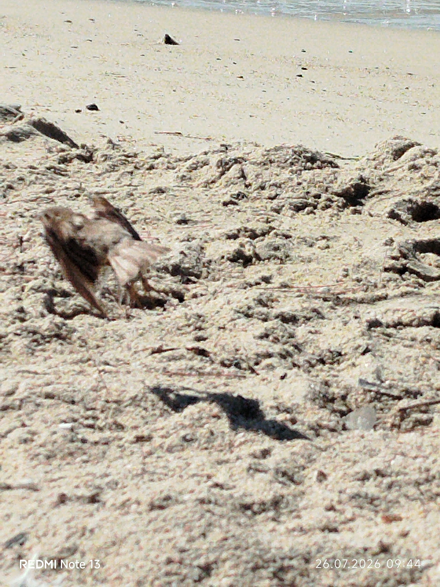 A small, brown bird with its wings outstretched is captured in mid-action on a sandy beach. The bird appears to be either landing or taking flight, its body angled slightly downwards. Its feathers are ruffled, and its tail is fanned out. The sand beneath the bird is coarse and textured, with small pebbles and debris scattered across its surface. In the background, the shallow, clear water of the sea is visible, with small waves lapping at the shore. The lighting suggests it is daytime, casting a shadow of the bird onto the sand. The scene is devoid of any human presence and depicts a natural, coastal environment. The timestamp "26.07.2026 09:44" and the text "REDMI Note 13" are overlaid on the bottom left and bottom right of the image, respectively, indicating the date and time of capture and the device used. The location is the Municipal Unit of Sithonia, Greece.